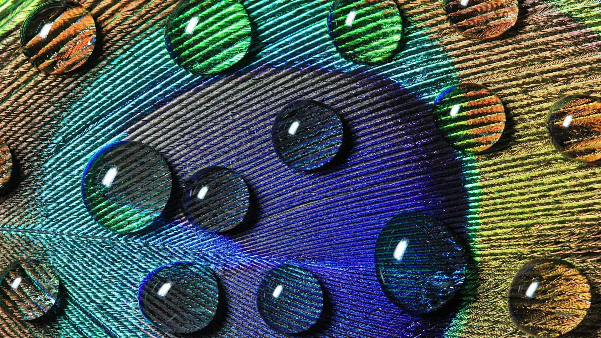 Peacock Feather 桌布 壁紙 — 閃閃發光的水滴停留在色彩斑斕的孔雀羽毛上，展現出鮮豔的藍色、綠色和金色。