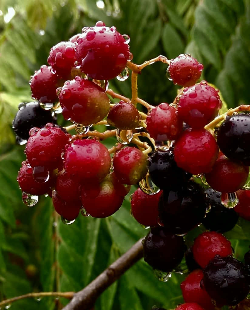 Wet 桌布 壁紙 — 閃閃發光的紅色和黑色漿果掛滿雨滴，依附在樹枝上，背景是柔和的綠色樹葉。