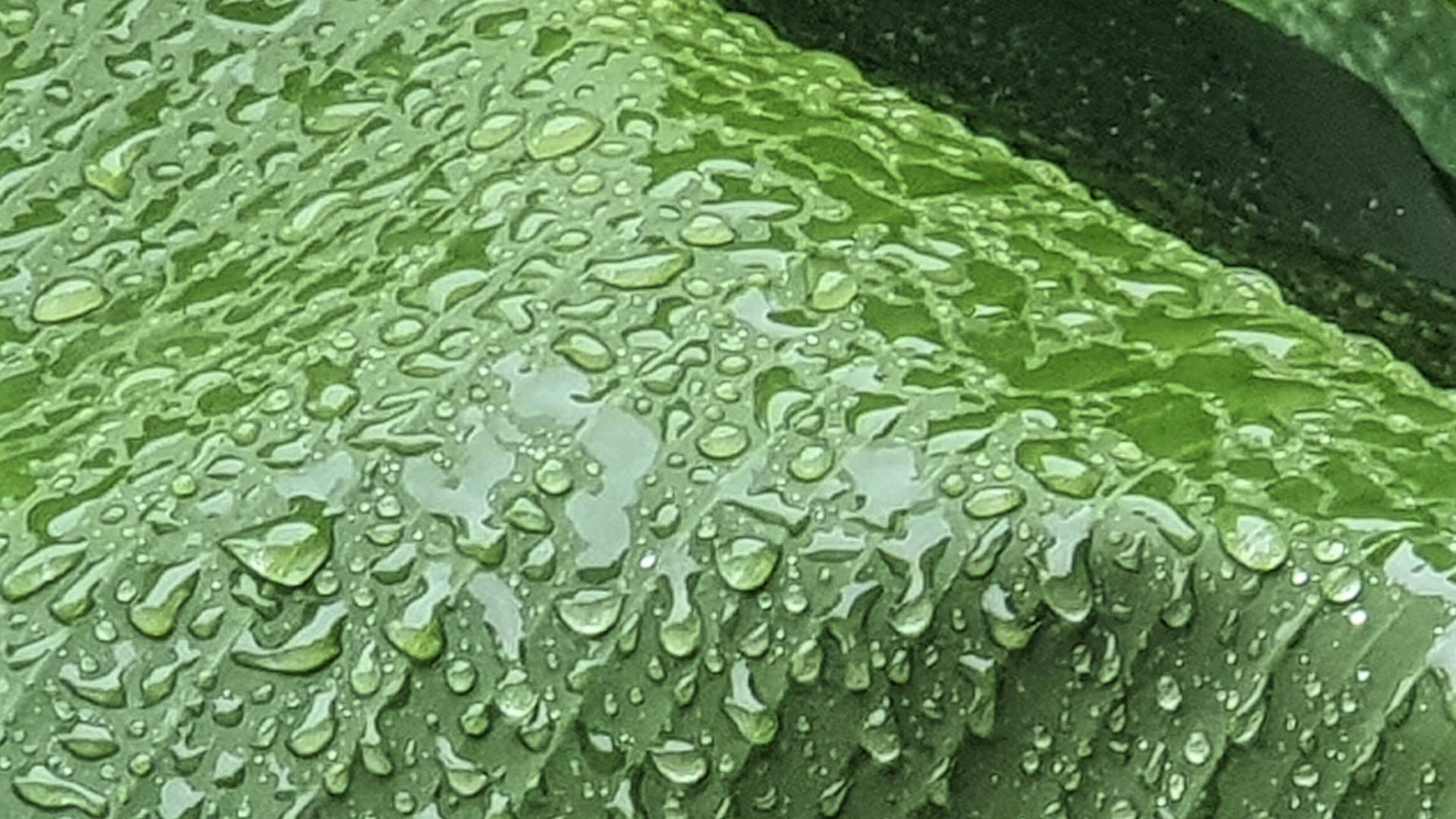 香蕉葉 桌布 壁紙 — 閃閃發光的雨滴依附在充滿紋理的鮮綠葉片表面上，特寫鏡頭。