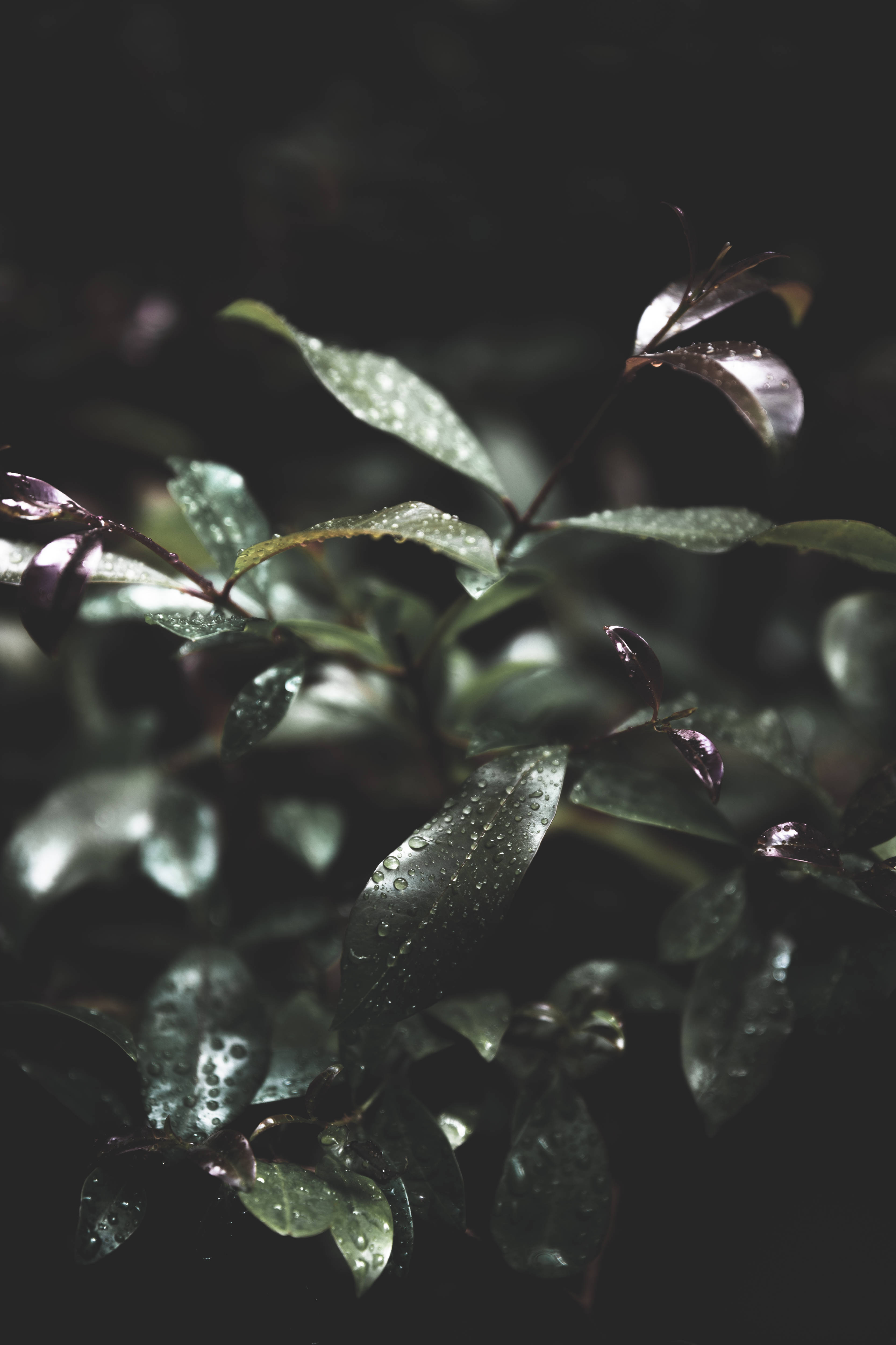 深綠色動畫 桌布 壁紙 — 閃閃發光的雨滴依附在深綠色葉子上，背景是深邃的陰影。