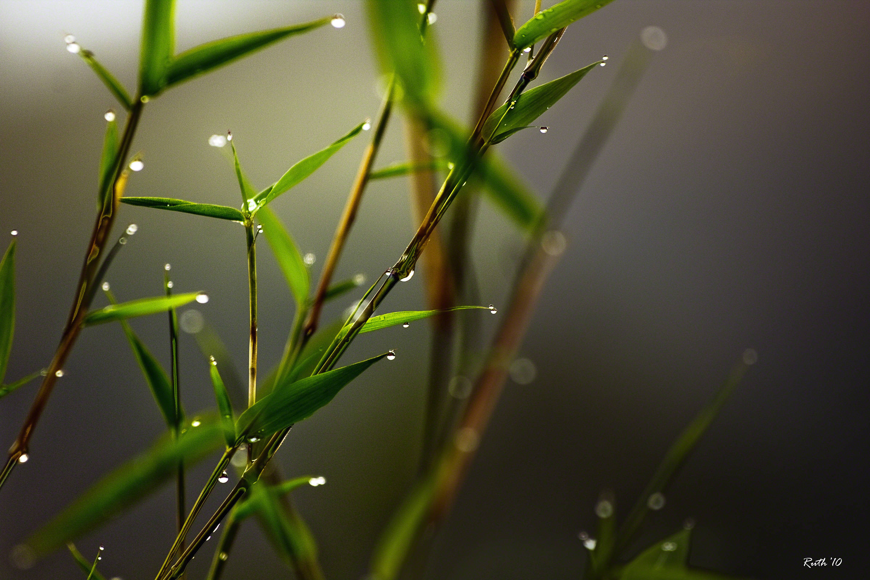 Bamboo 桌布 壁紙 — 閃閃發光的露珠依附在鮮綠的草葉上，背景柔和模糊。