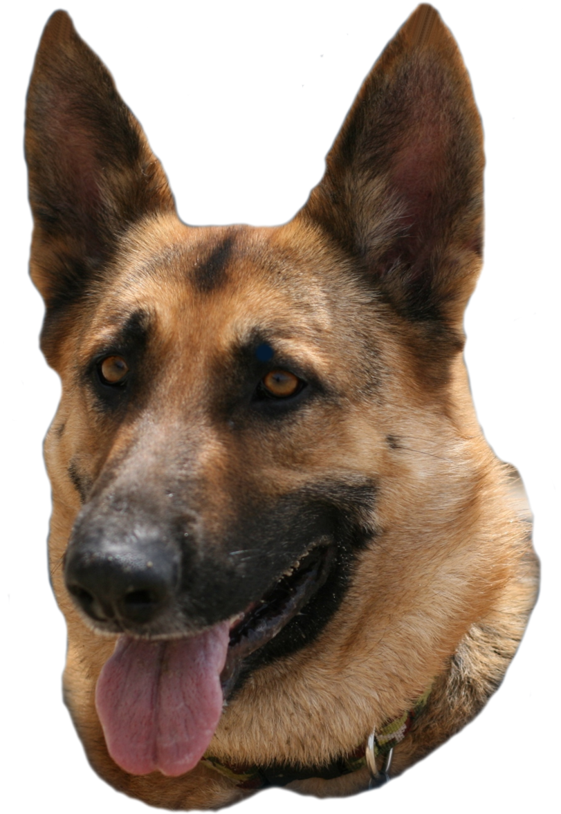 German Shepherd 桌布 壁紙 — 開心德國牧羊犬的近距離特寫，豎起耳朵，伸出舌頭，背景為黑色。