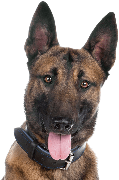 German Shepherd 桌布 壁紙 — 開心比利時瑪利諾犬的特寫，耳朵警覺，粉紅色舌頭伸出，背景透明。