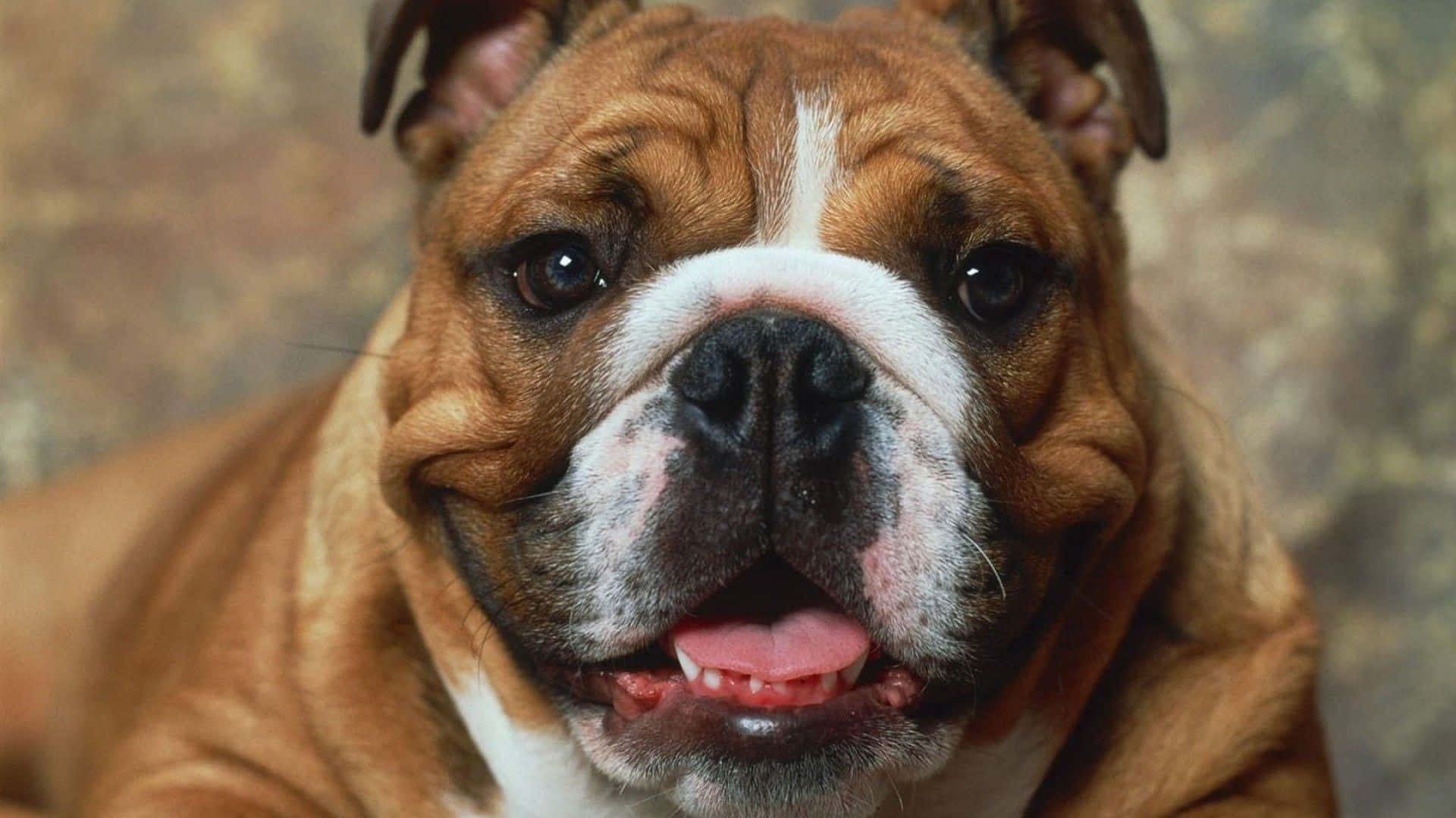 Boxer Dog 桌布 壁紙 — 開心的棕白色鬥牛犬特寫，有皺紋的臉和伸出的舌頭，背景有紋理。