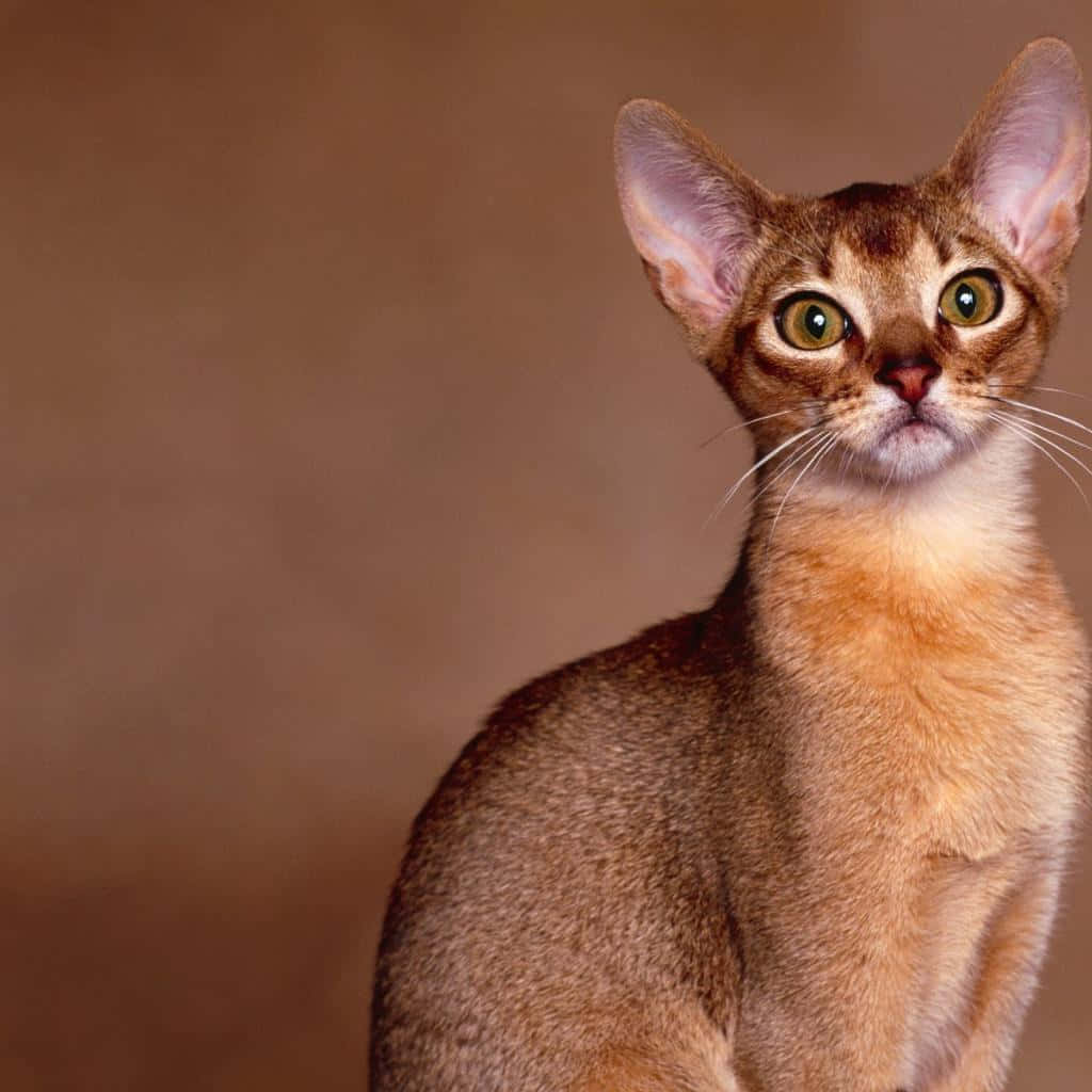 Abyssinian 桌布 壁紙 — 阿比西尼亞貓的特寫，擁有引人注目的綠色眼睛和光滑的棕色毛髮，背景為溫暖的棕色。
