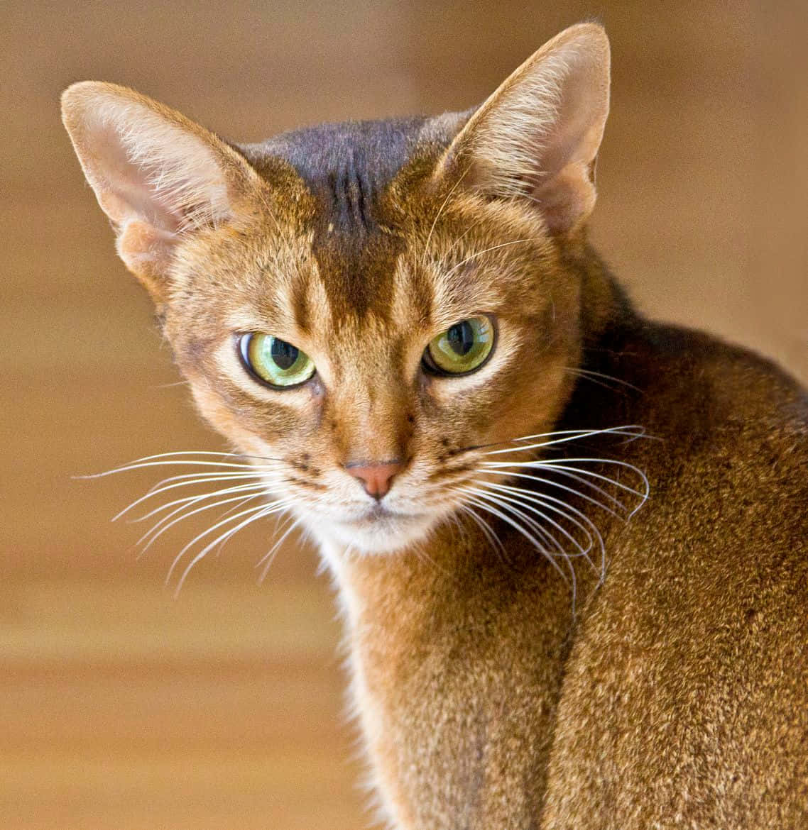 Abyssinian 桌布 壁紙 — 阿比西尼亞貓的特寫，擁有引人注目的綠色眼睛和溫暖的棕色毛髮，專注地凝視著鏡頭。