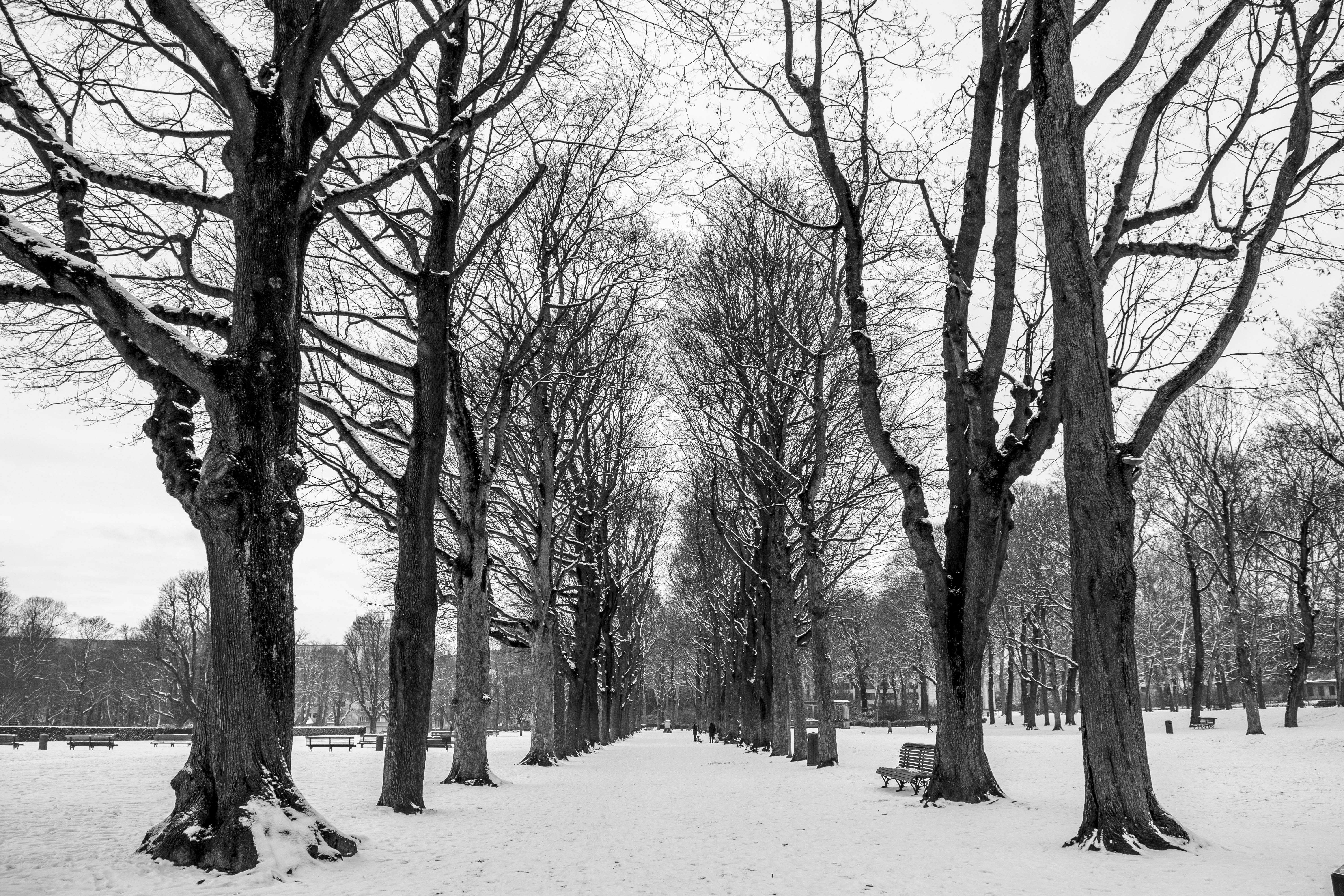 比利時 桌布 壁紙 — 陰天下一條寧靜的冬季公園小徑，兩旁是灑滿雪花的禿樹。