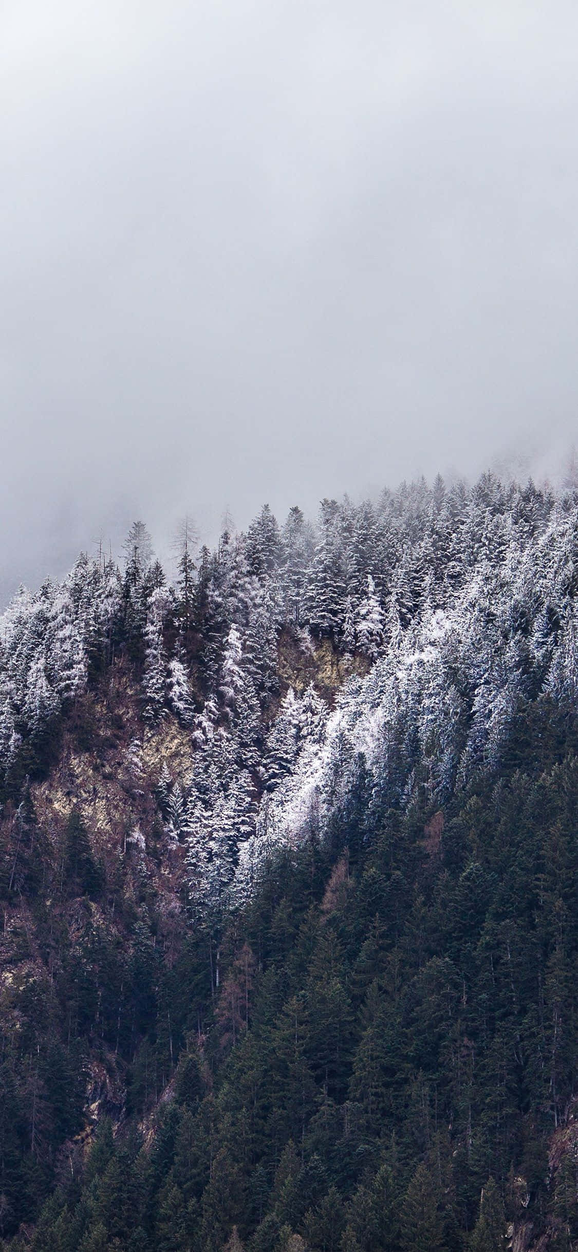 iPhone X Nature 桌布 壁紙 — 陰天之下，霧氣籠罩的山坡上，雪花灑落在常青樹上。