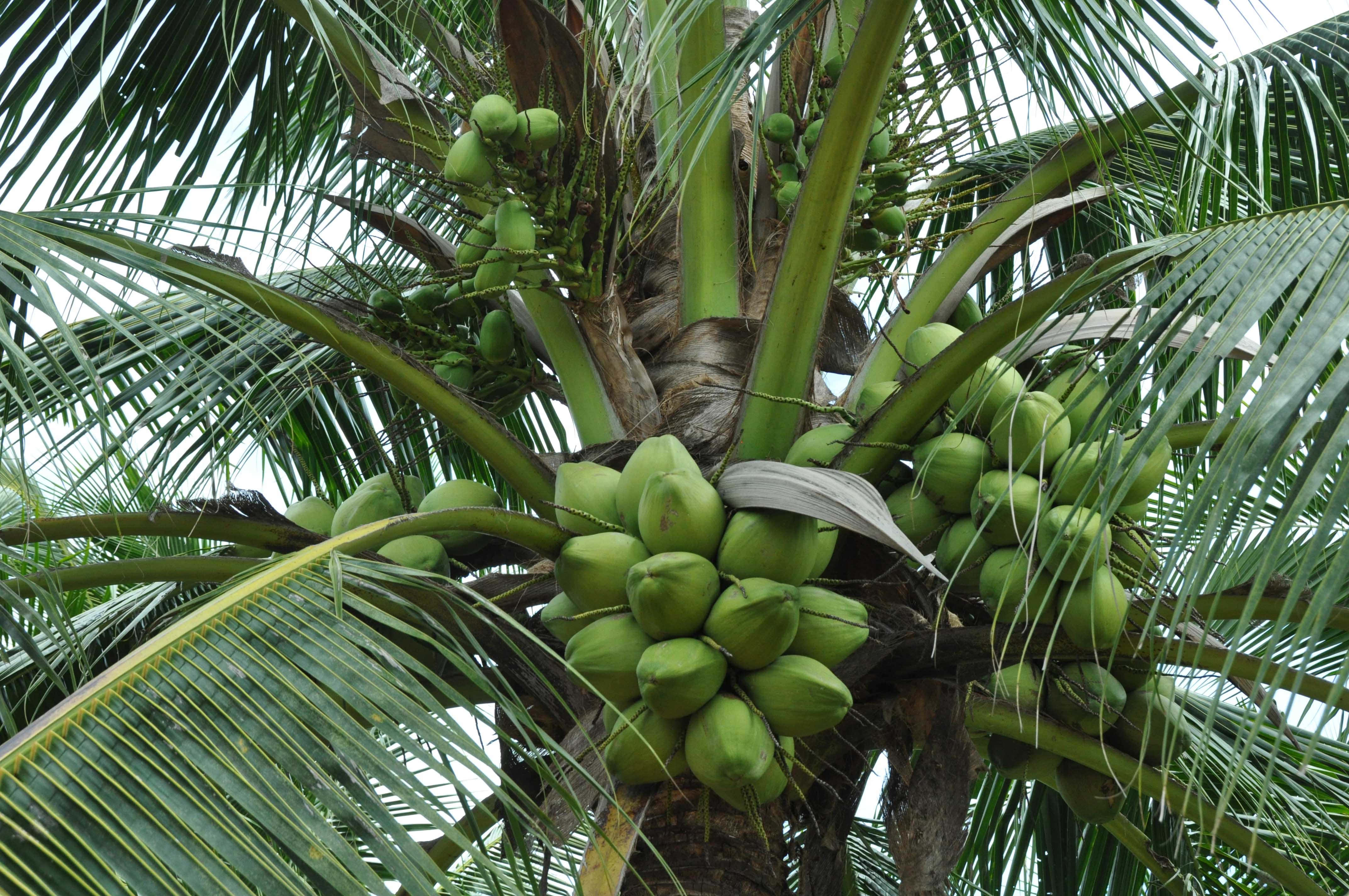 Coconut Tree 桌布 壁紙 — 陰天天空下，一棵椰子樹的近景，樹上掛滿了一簇簇綠色椰子，藏在長長的葉子之間。