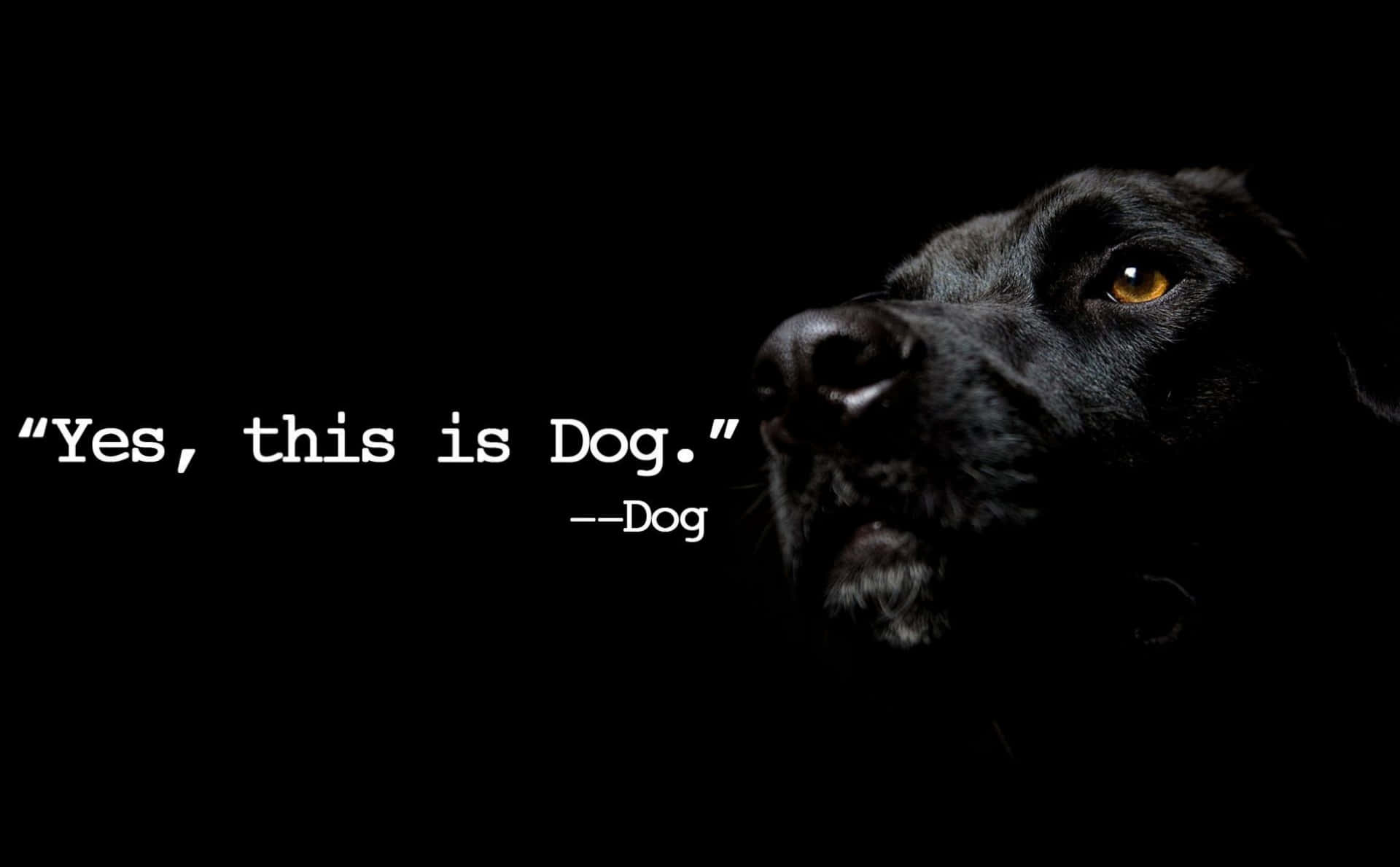 桌布 壁紙 — 陰影中一隻黑狗的臉，琥珀色發光的眼睛，以及寫有「Yes this is Dog.」的文字