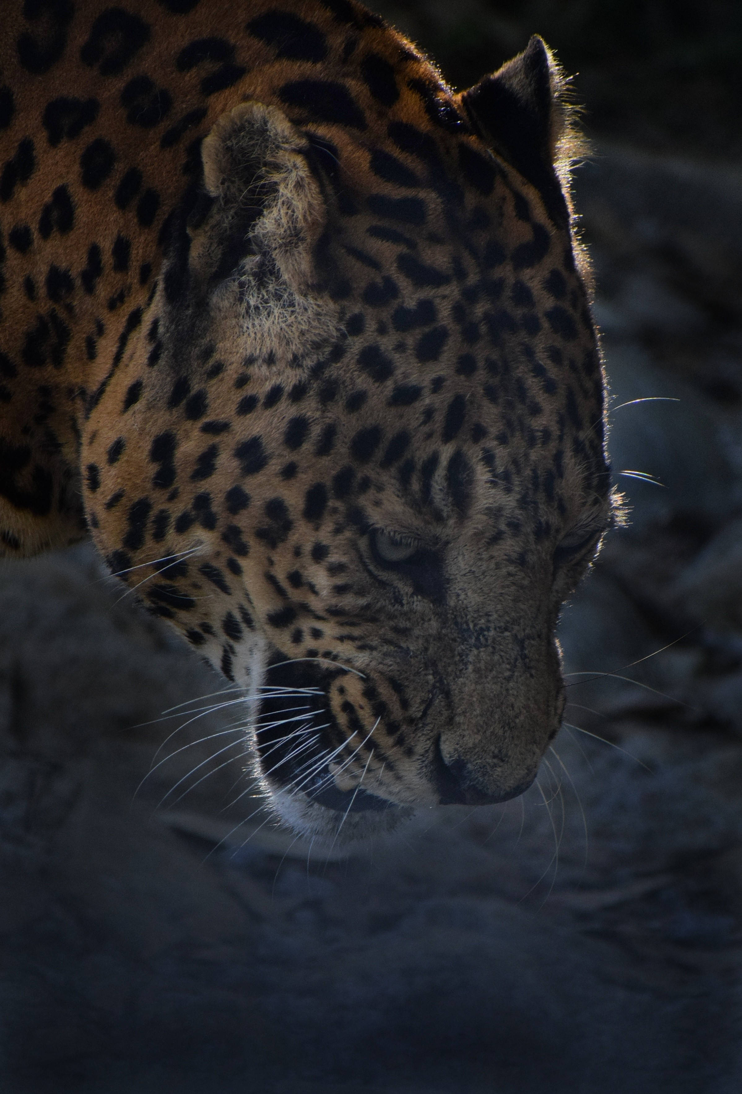 Jaguar 桌布 壁紙 — 陰影中豹頭的近距離特寫，金色皮毛和黑色玫瑰花紋被柔和光線照亮。