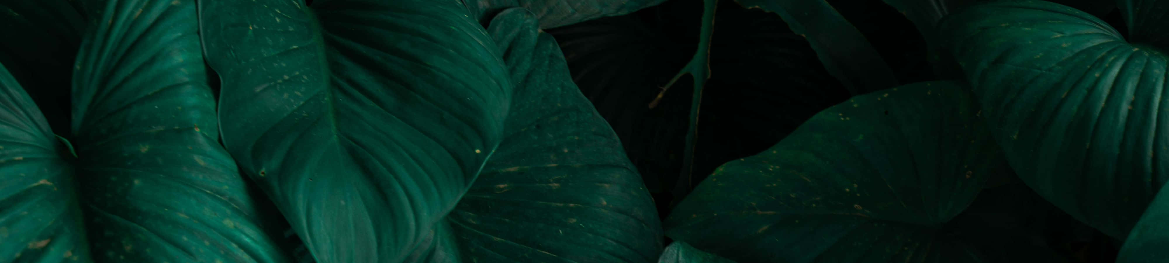 4K 自然 桌布 壁紙 — 陰影背景下，茂密深綠色熱帶葉片的特寫，葉脈清晰可見，帶有細微斑點。