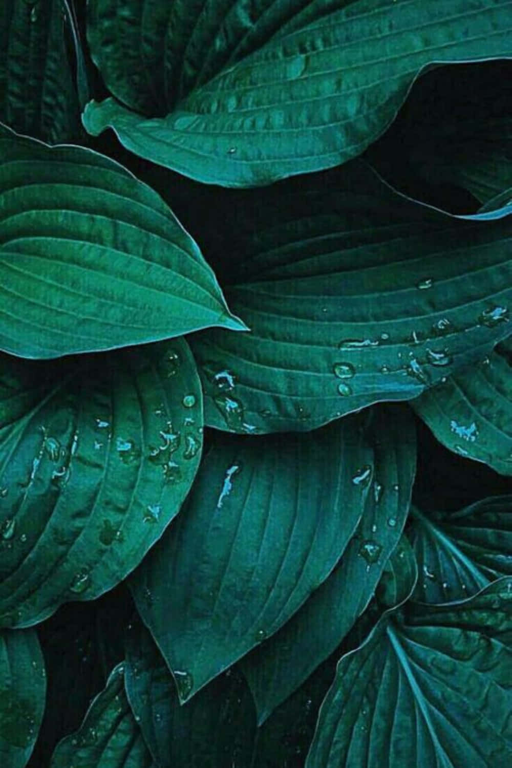 Plant Phone 桌布 壁紙 — 陰暗光線下，茂密深綠色玉簪葉片上閃爍著露珠的特寫。
