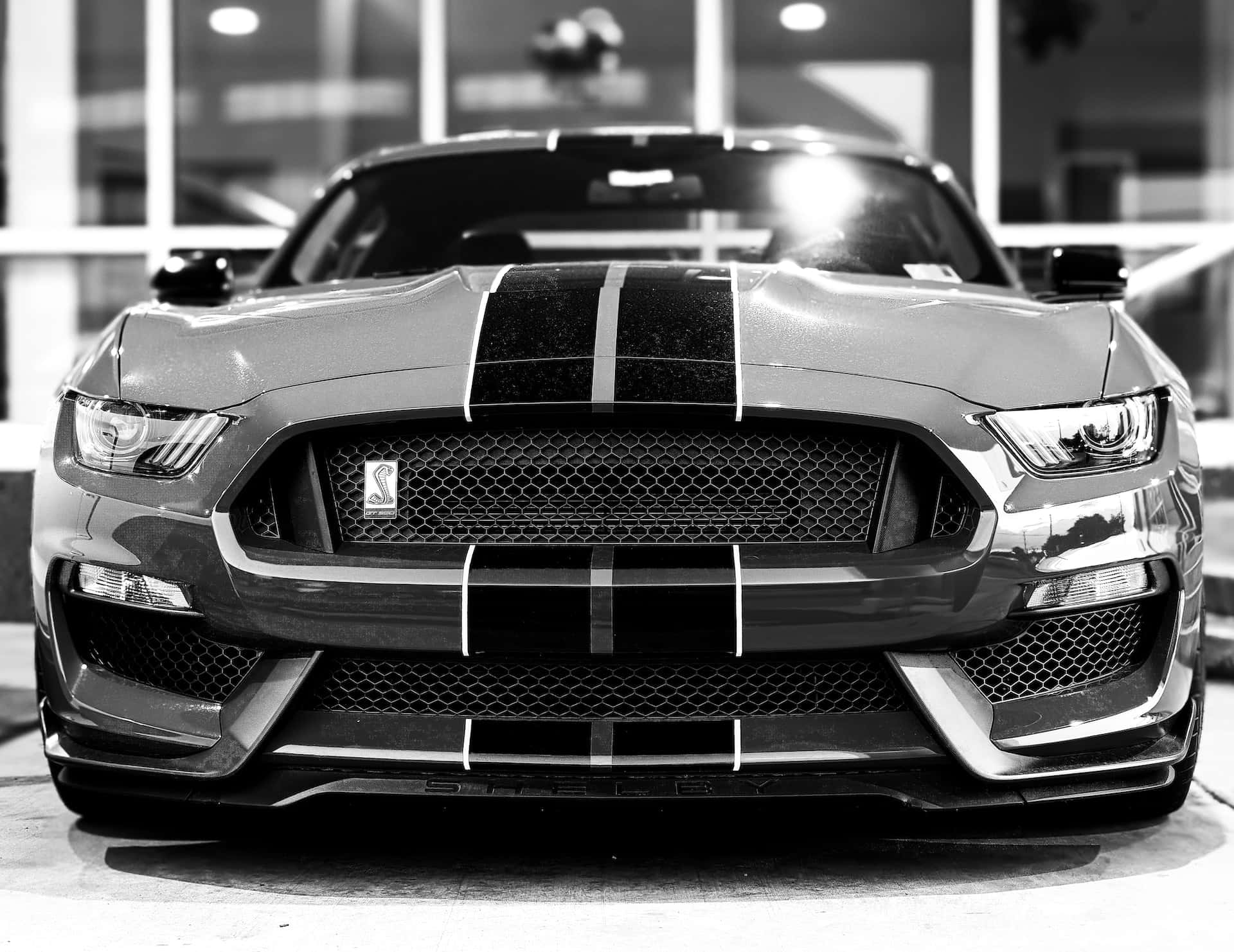 Black And White Car 桌布 壁紙 — 陳列室中 Shelby Mustang 侵略性前格柵和賽車條紋的黑白特寫。