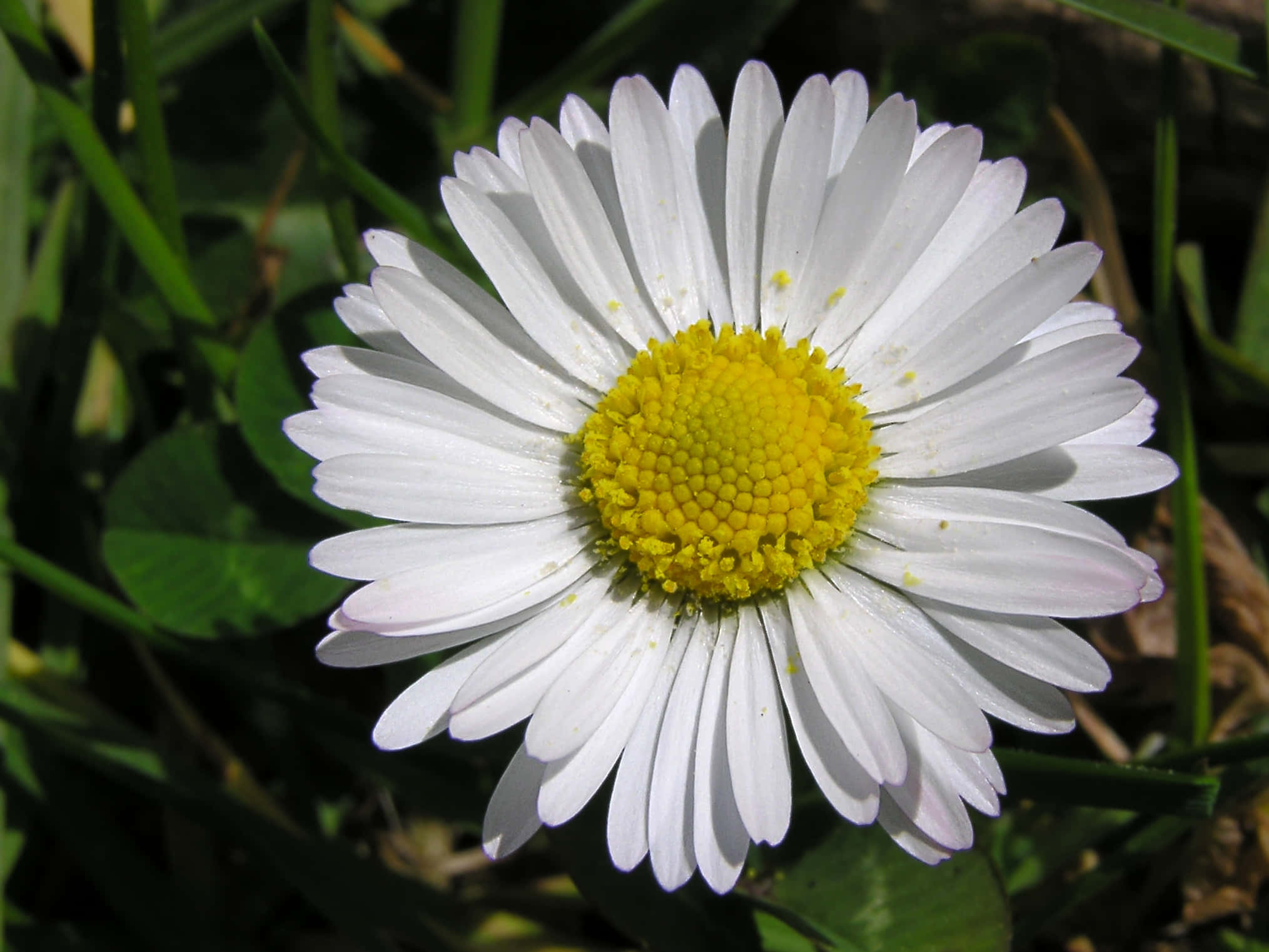 Daisy Flower 桌布 壁紙 — 陽光下，綠色草地上盛開的白色雛菊特寫，帶有明亮的黃色花心。