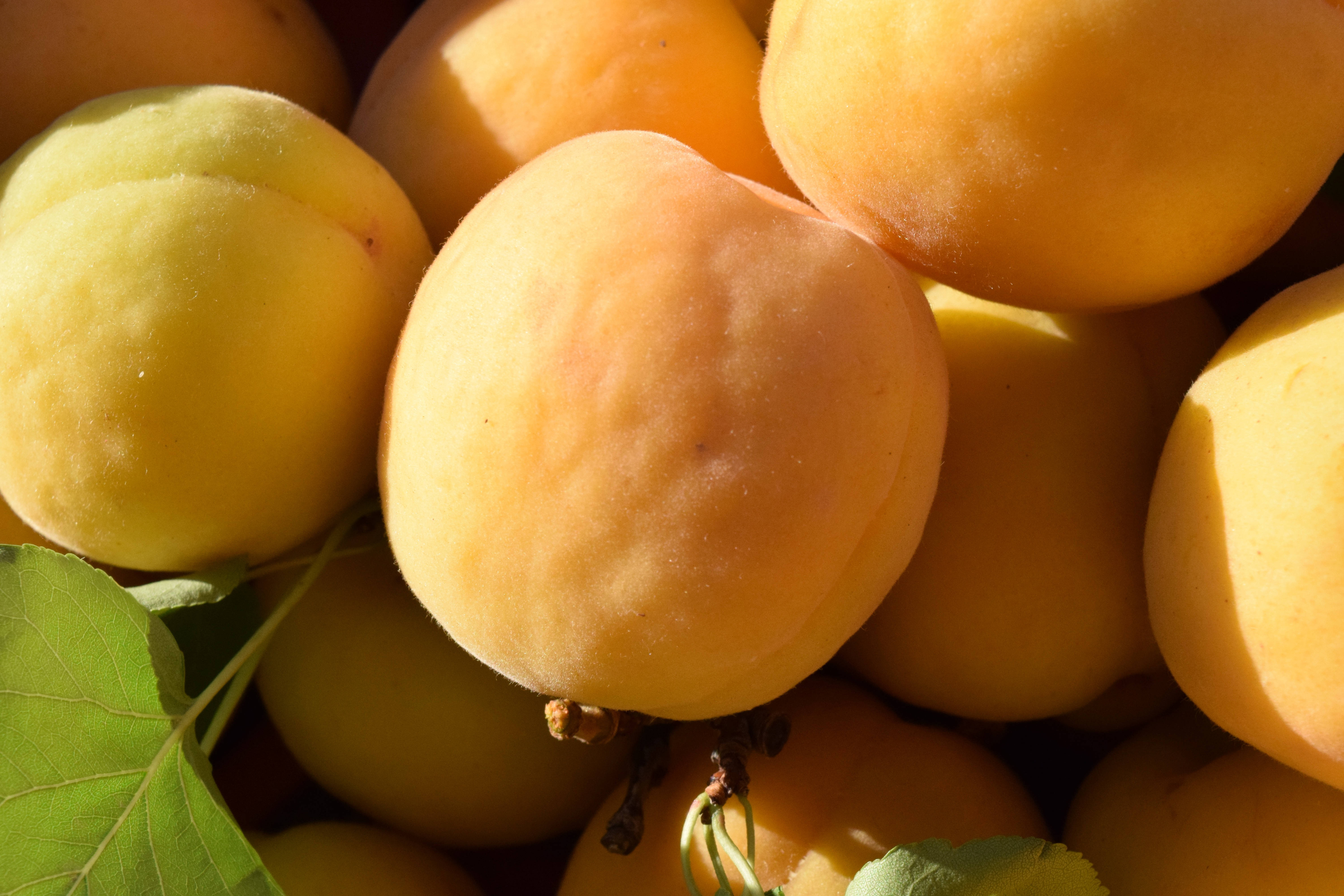 Fruits 桌布 壁紙 — 陽光下的杏子緊密堆疊，露出柔軟絨毛和翠綠葉子。