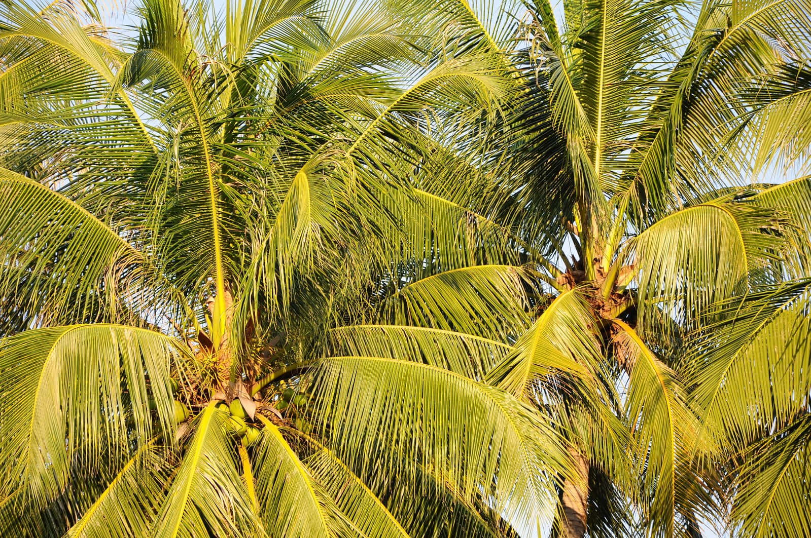 Coconut Tree 桌布 壁紙 — 陽光下的棕櫚葉在明亮的天空中輕輕搖曳，宛如熱帶天堂。