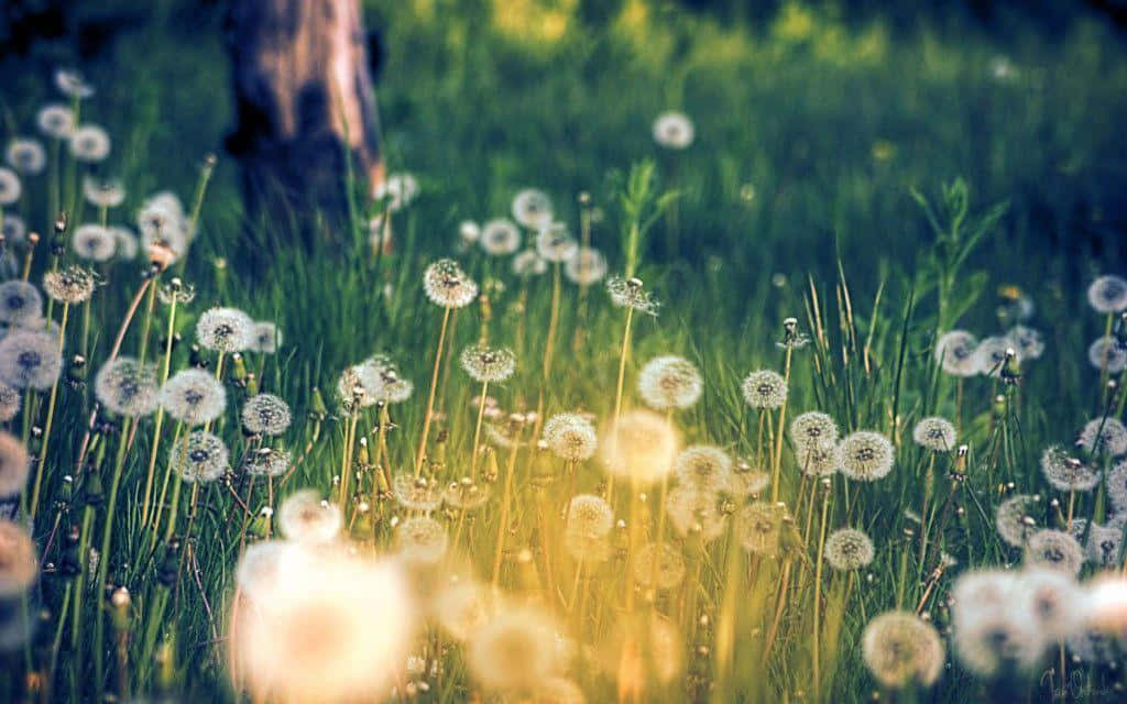 Dandelion 桌布 壁紙 — 陽光下的蒲公英絨毛在茂密的綠色草地上閃耀著金色光芒，背景帶有柔和散景和模糊的樹幹。