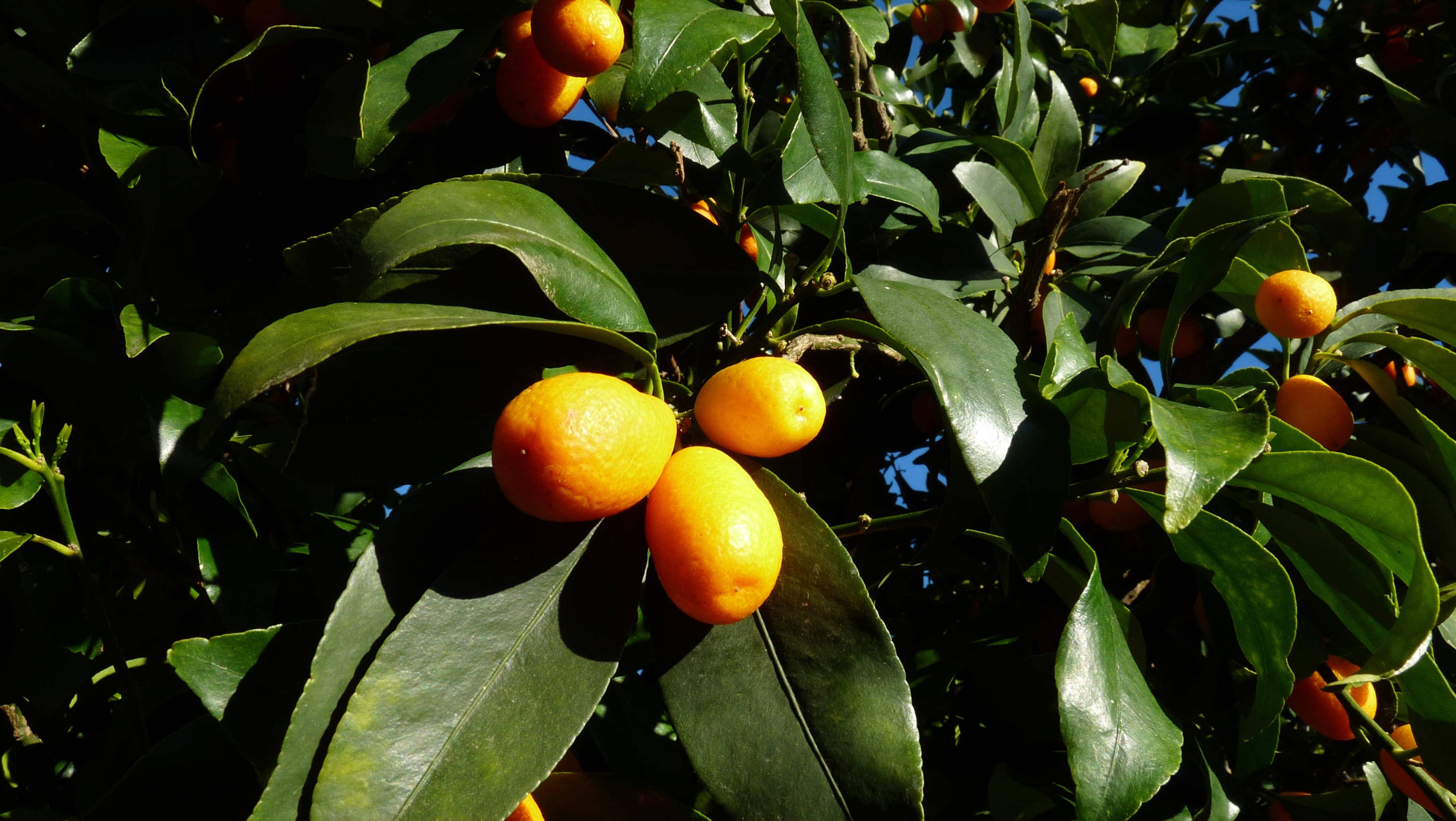 Fruits 桌布 壁紙 — 陽光下的金橘在藍天映襯下，成熟地掛在光亮的綠葉之間。
