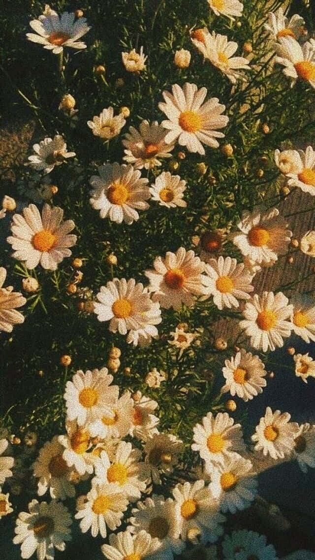 陽光下的雛菊 壁紙