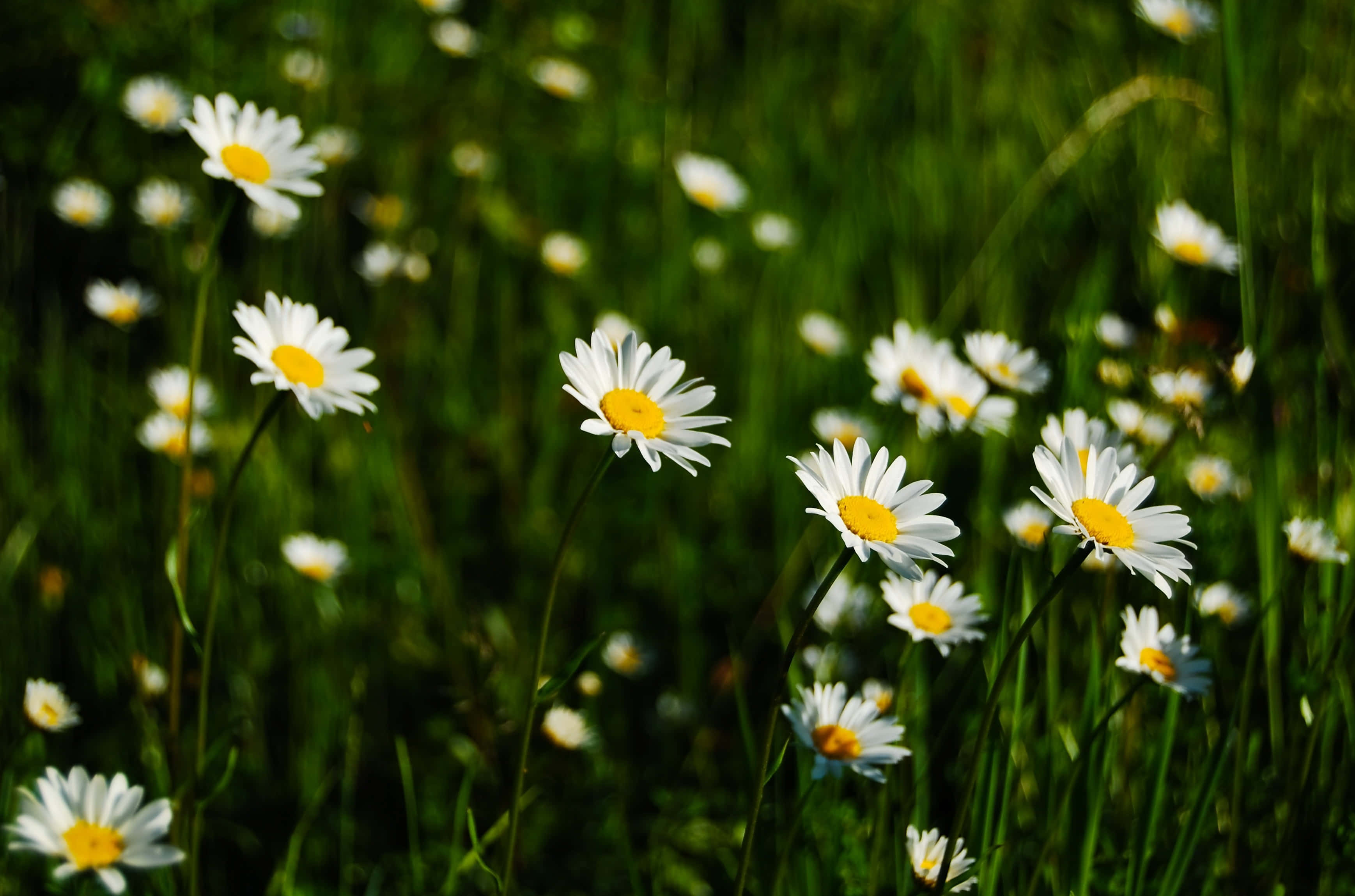 Daisy 桌布 壁紙 — 陽光下的雛菊，帶有明亮的黃色花心，在茂盛的綠色草地上盛開，背景柔和散景。
