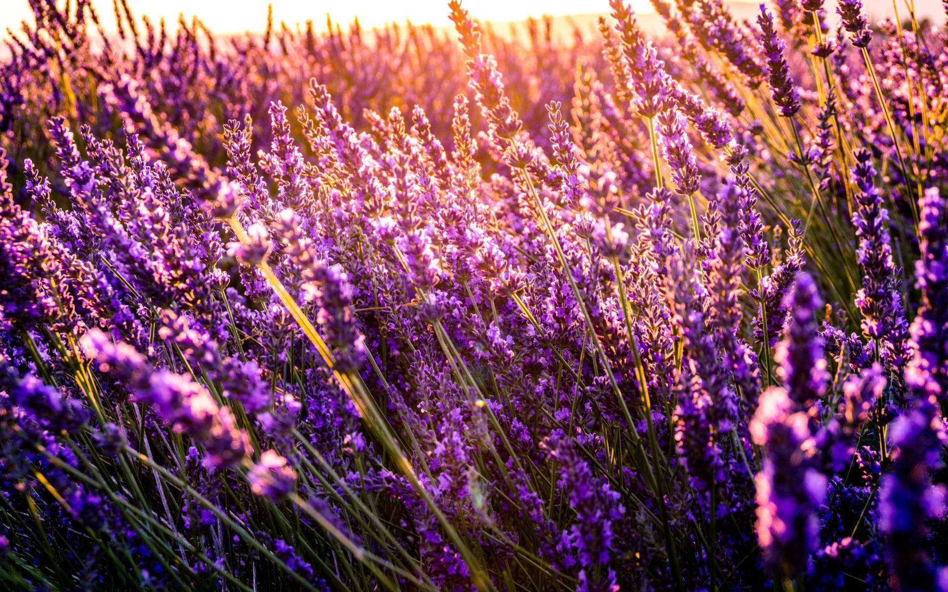 Lavender 桌布 壁紙 — 陽光以溫暖的金色色調沐浴著一片茂密的紫色薰衣草花田，營造出夢幻般的自然場景。