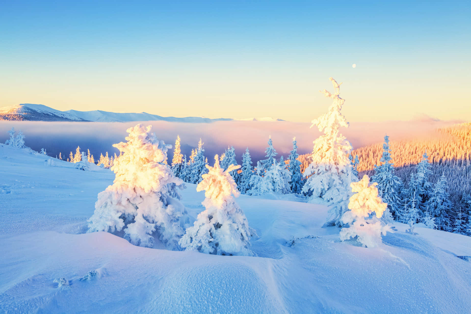 Winter Wonderland Desktop 桌布 壁紙 — 陽光以金色的溫暖沐浴著被雪覆蓋的松樹，雲海在遠山之下、清澈的藍天下翻滾。