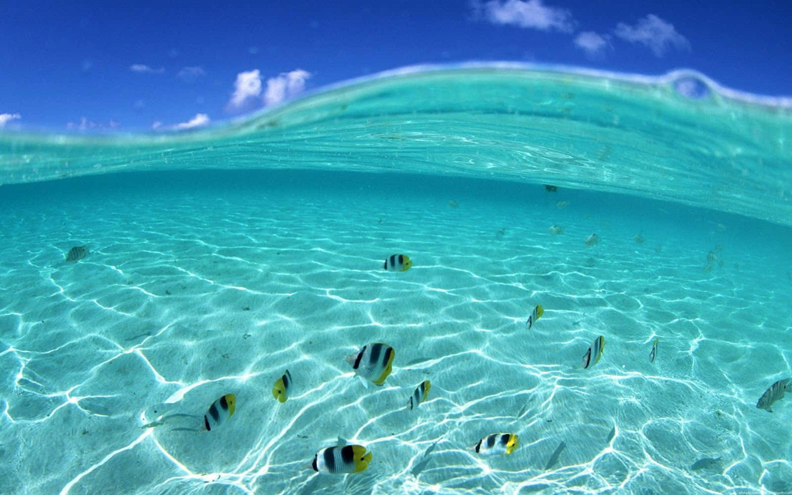 Swimming 桌布 壁紙 — 陽光圖案和色彩繽紛的魚兒在沙底附近游動的碧綠海洋水下景觀。