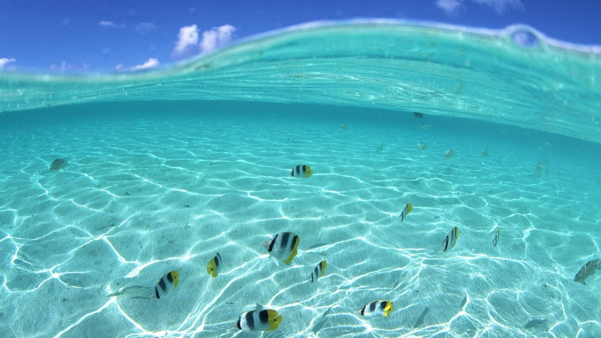 Aquatic 桌布 壁紙 — 陽光圖案和色彩繽紛的魚在沙底附近游動的碧綠海洋水下景觀。