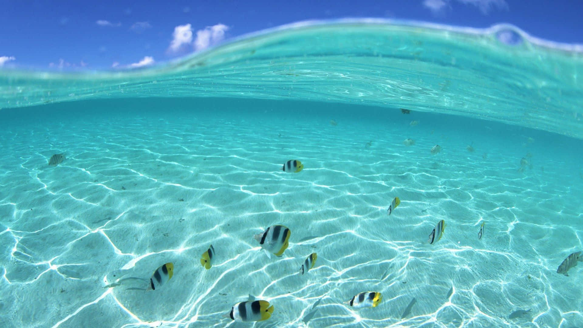 魚 桌布 壁紙 — 陽光圖案和色彩繽紛的魚類在沙底附近游動的碧綠海洋水下景觀。