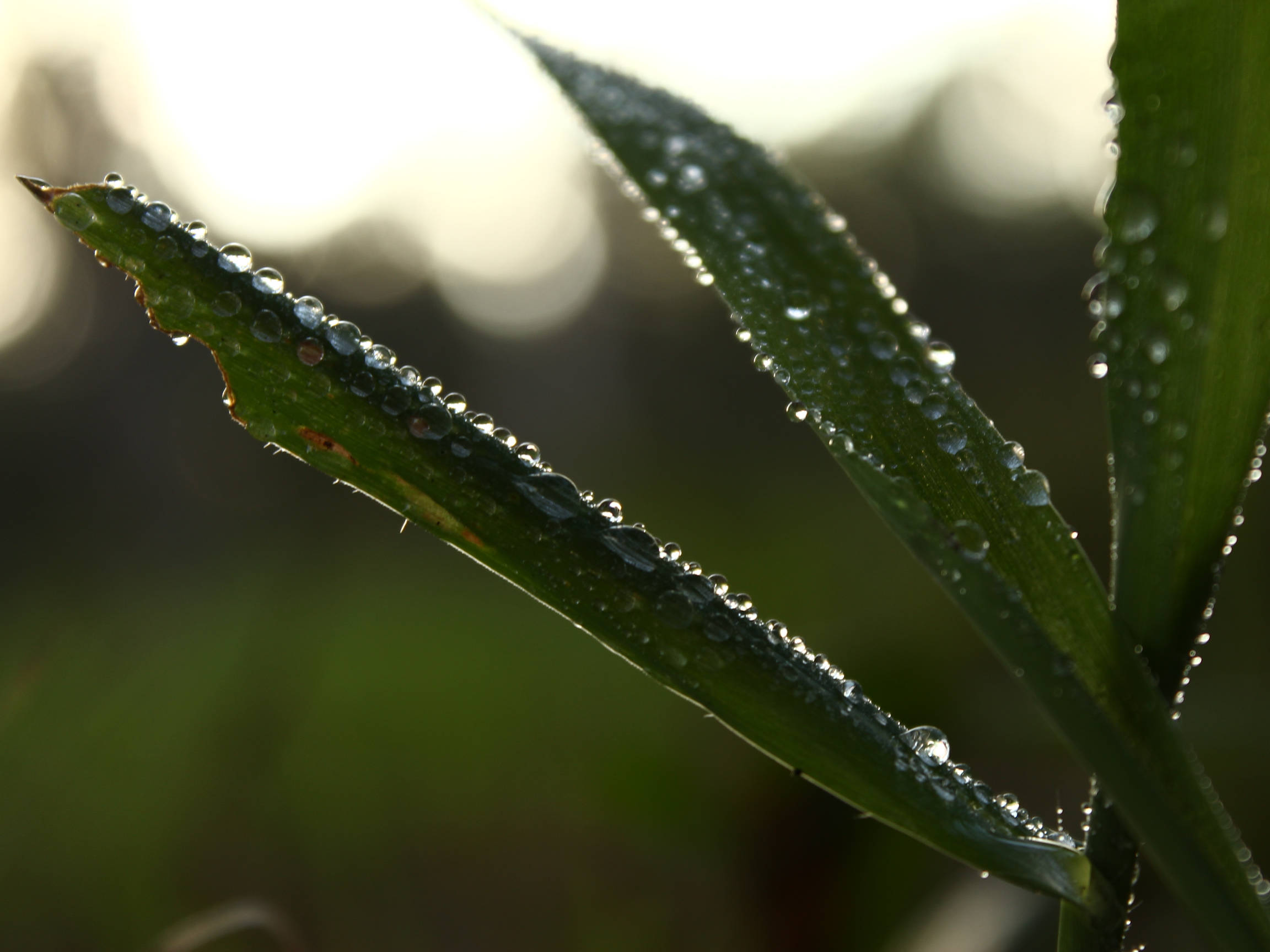 Morning 桌布 壁紙 — 陽光在依附於鮮綠草葉上的露珠上閃爍，背景柔和模糊。