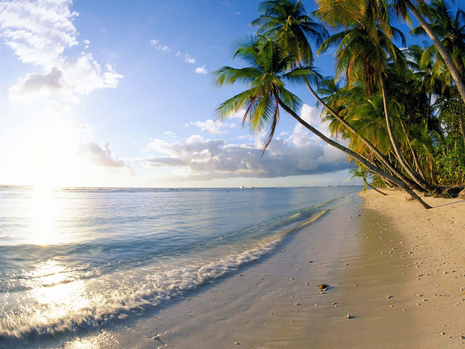 Beach Desktop 桌布 壁紙 — 陽光在平靜的碧綠海面上閃爍，溫柔的海浪輕吻著沙灘，沙灘兩旁種滿了搖曳的棕櫚樹，頭頂是明亮的藍天。