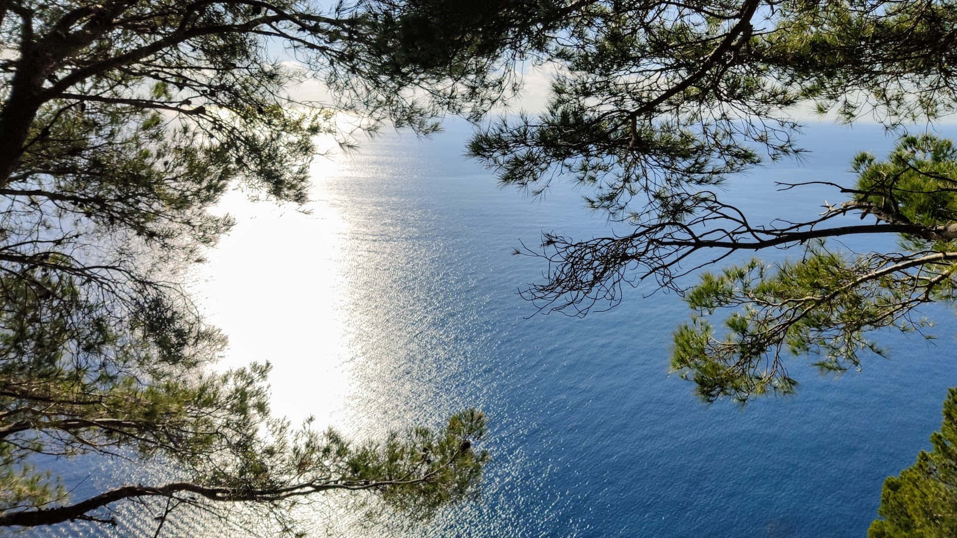 海洋 桌布 壁紙 — 陽光在深藍色的大海上閃爍，透過松樹枝條的剪影觀看。