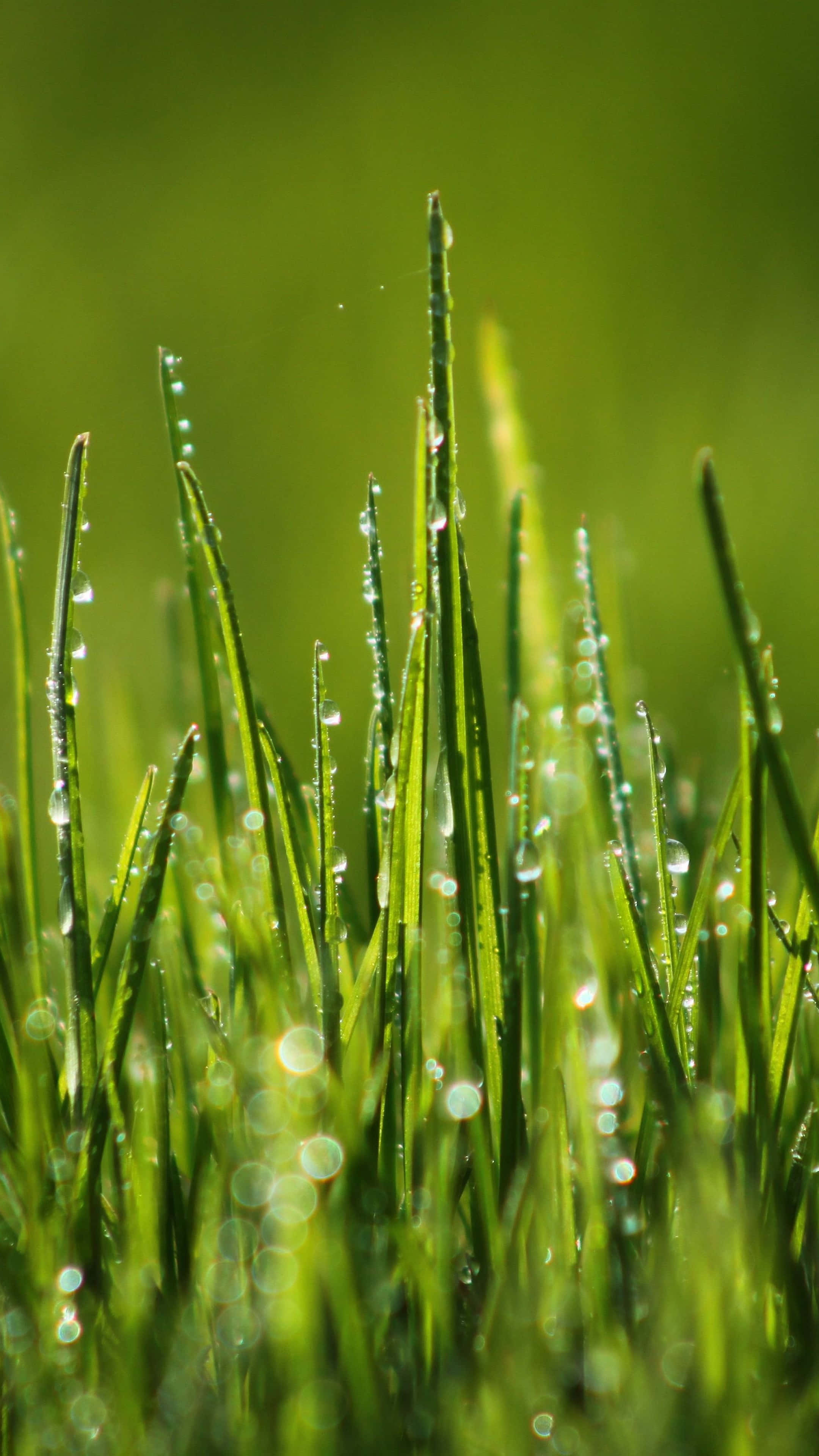 Green Grass 桌布 壁紙 — 陽光在淺景深中閃爍在依附於鮮綠色草葉上的露珠上。