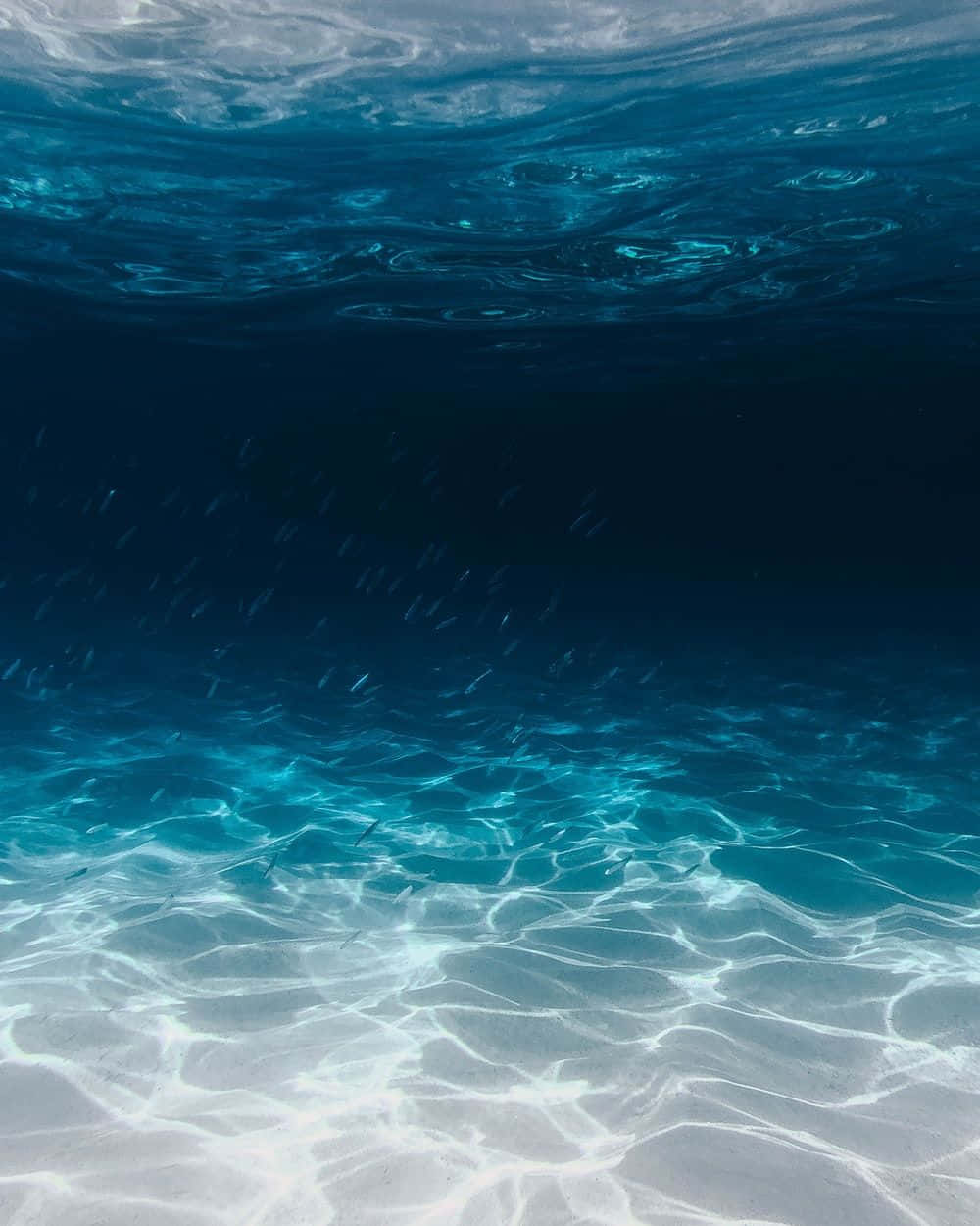 Aqua 桌布 壁紙 — 陽光在清澈的碧綠海床上舞動，一群魚在漣漪的水面下游動。