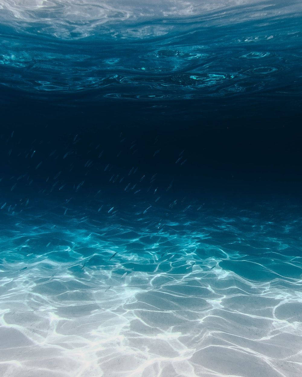 海洋藍 桌布 壁紙 — 陽光在清澈的碧綠色海床上舞動，一群魚在漣漪的水面下游動。