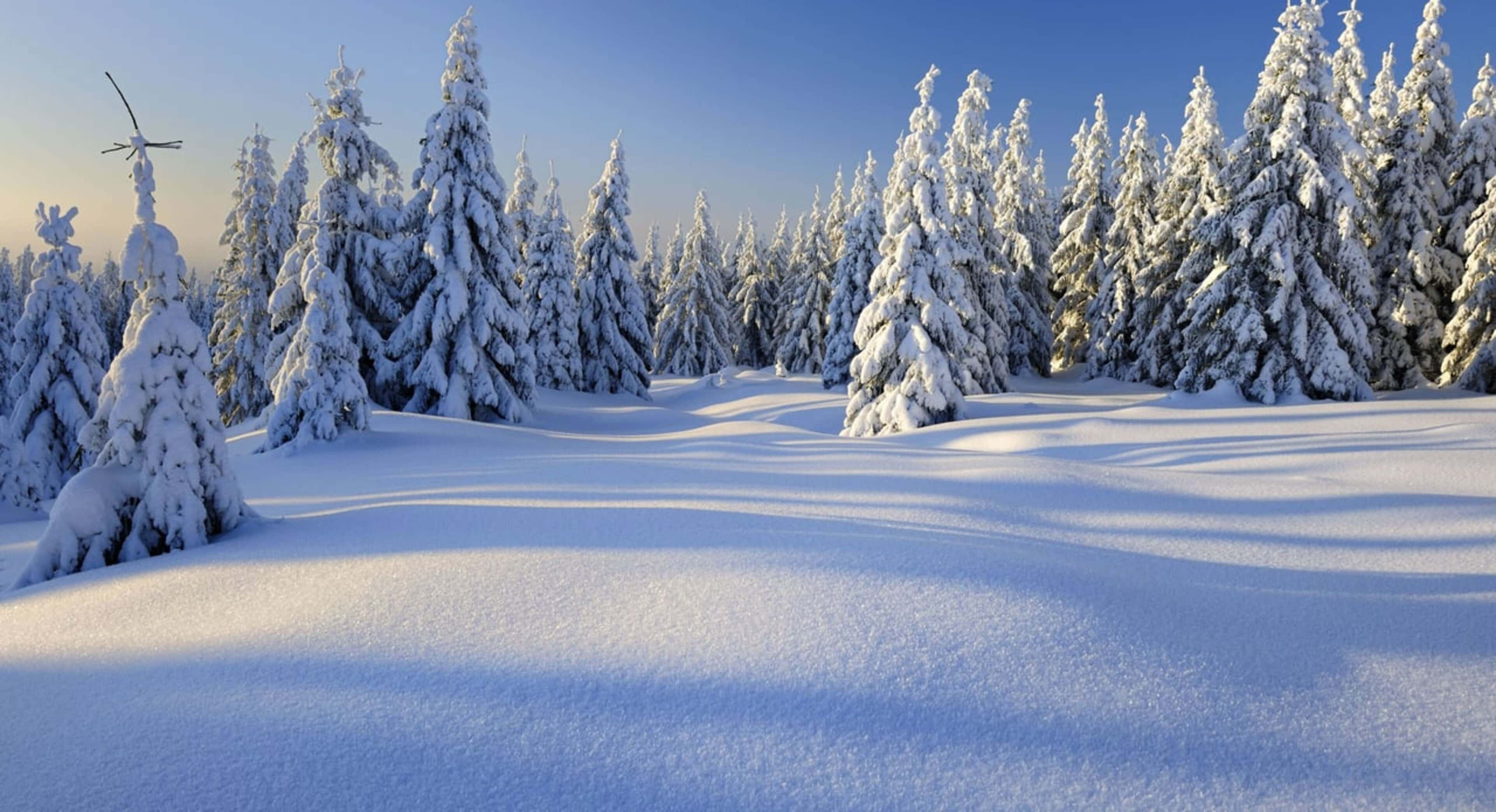4K Winter 桌布 壁紙 — 陽光在清澈藍天下覆蓋著高大常綠樹木的純淨積雪上閃爍。