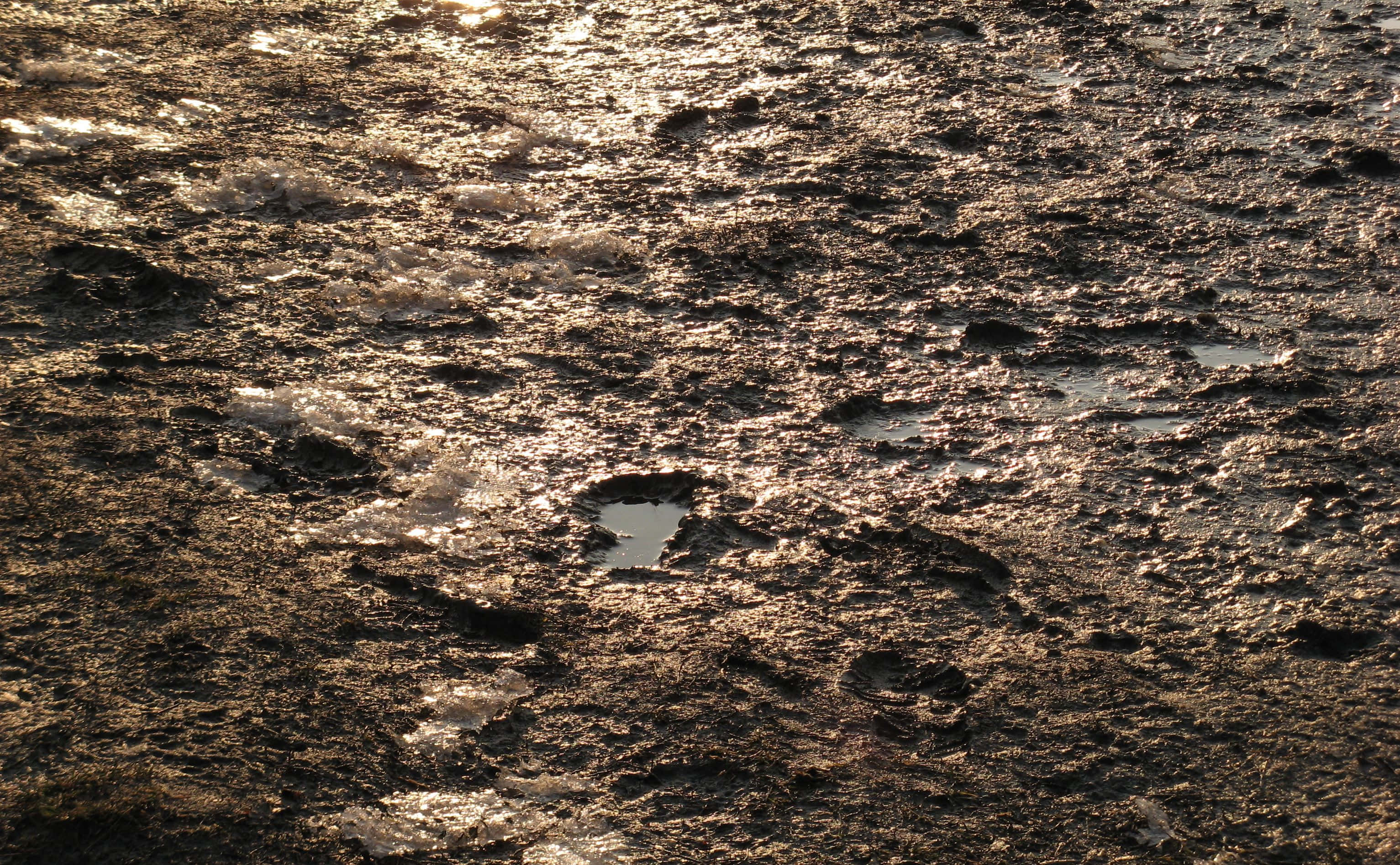 mud 桌布 壁紙 — 陽光在濕潤、有紋理的泥濘上閃爍，散落的淺水坑反射出金色的光芒。