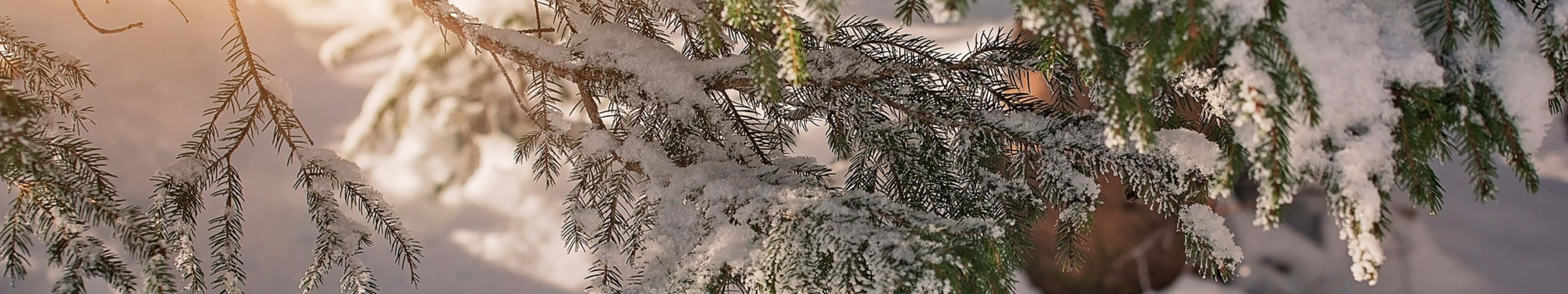 寬螢幕動態圖片 桌布 壁紙 — 陽光在灑滿白雪的常綠樹枝上閃爍，構成寧靜的冬日森林景象。