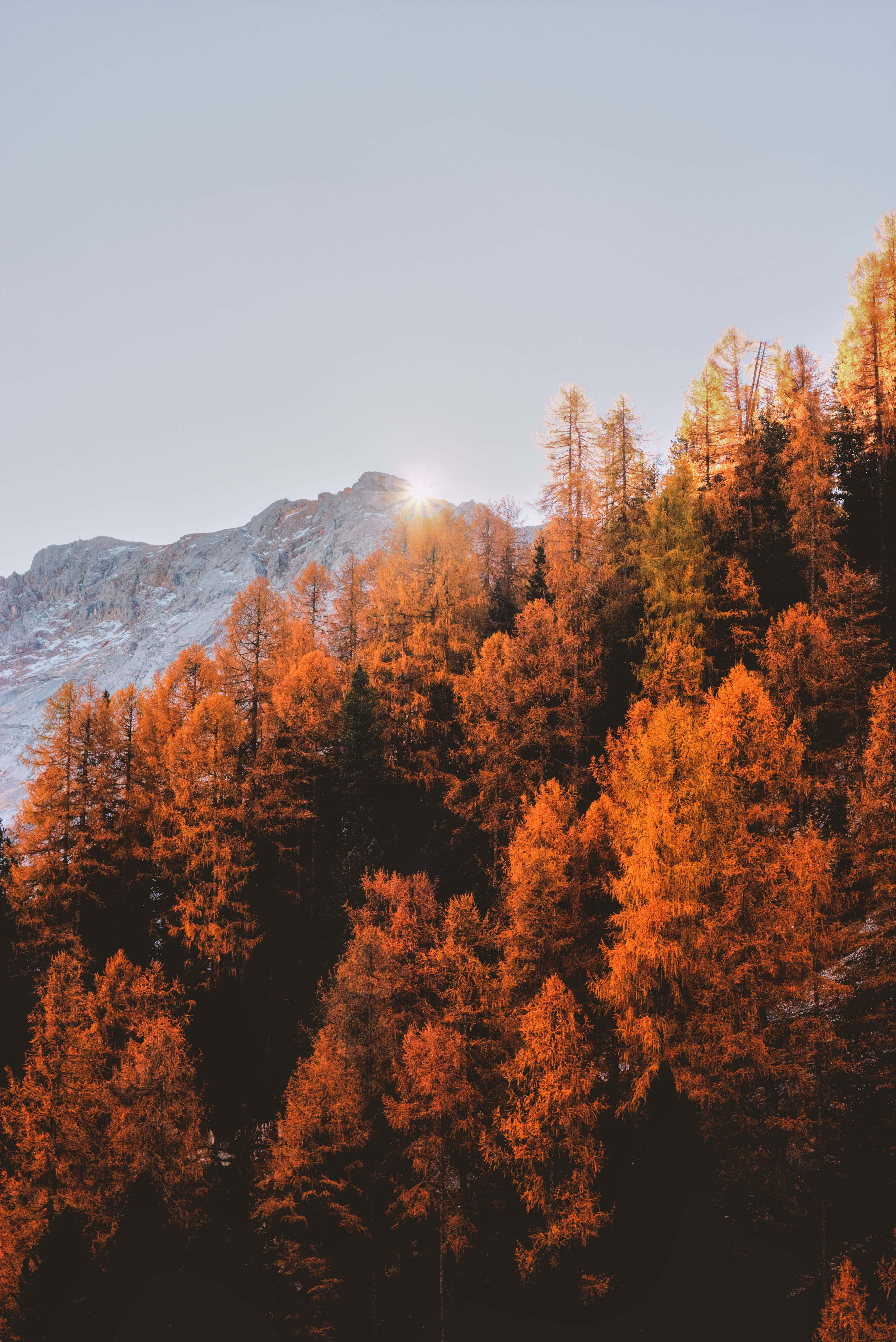 Fall Aesthetic Macbook 桌布 壁紙 — 陽光在白雪覆蓋的山峰後閃耀，下方是茂密的火橙色落葉松林。