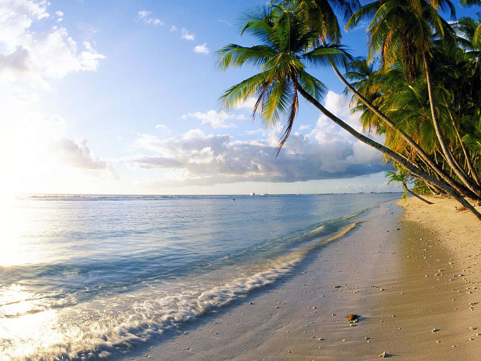 Palm Tree Beach 桌布 壁紙 — 陽光在碧綠色的波浪上閃爍，拍打著金色沙灘，沙灘兩旁種滿了搖曳的棕櫚樹，頭頂是明亮的藍天。