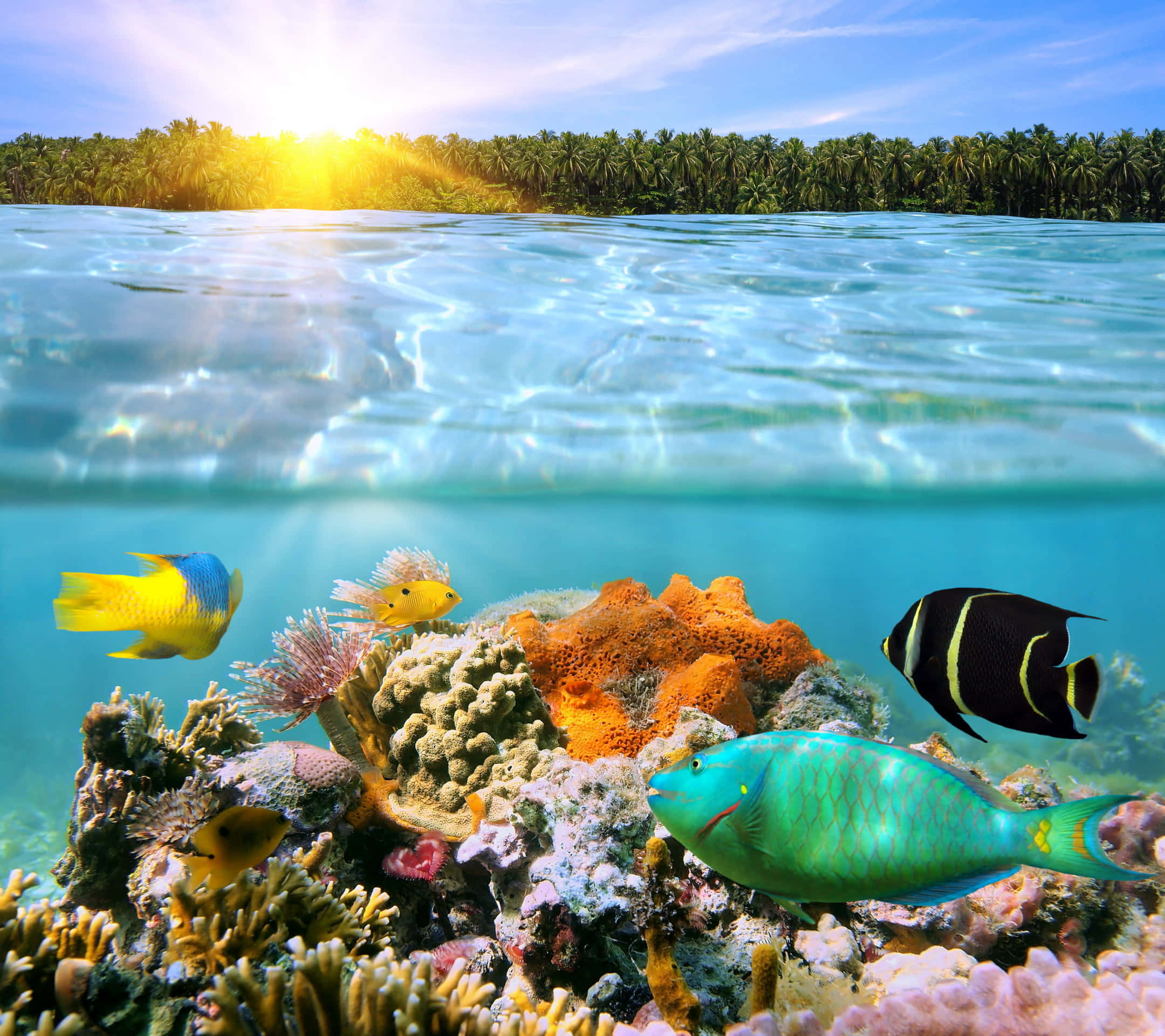 Kawaii Sea Creatures 桌布 壁紙 — 陽光在碧綠色的海水上閃爍，下方是充滿色彩繽紛的熱帶魚的 vibrant 珊瑚礁。