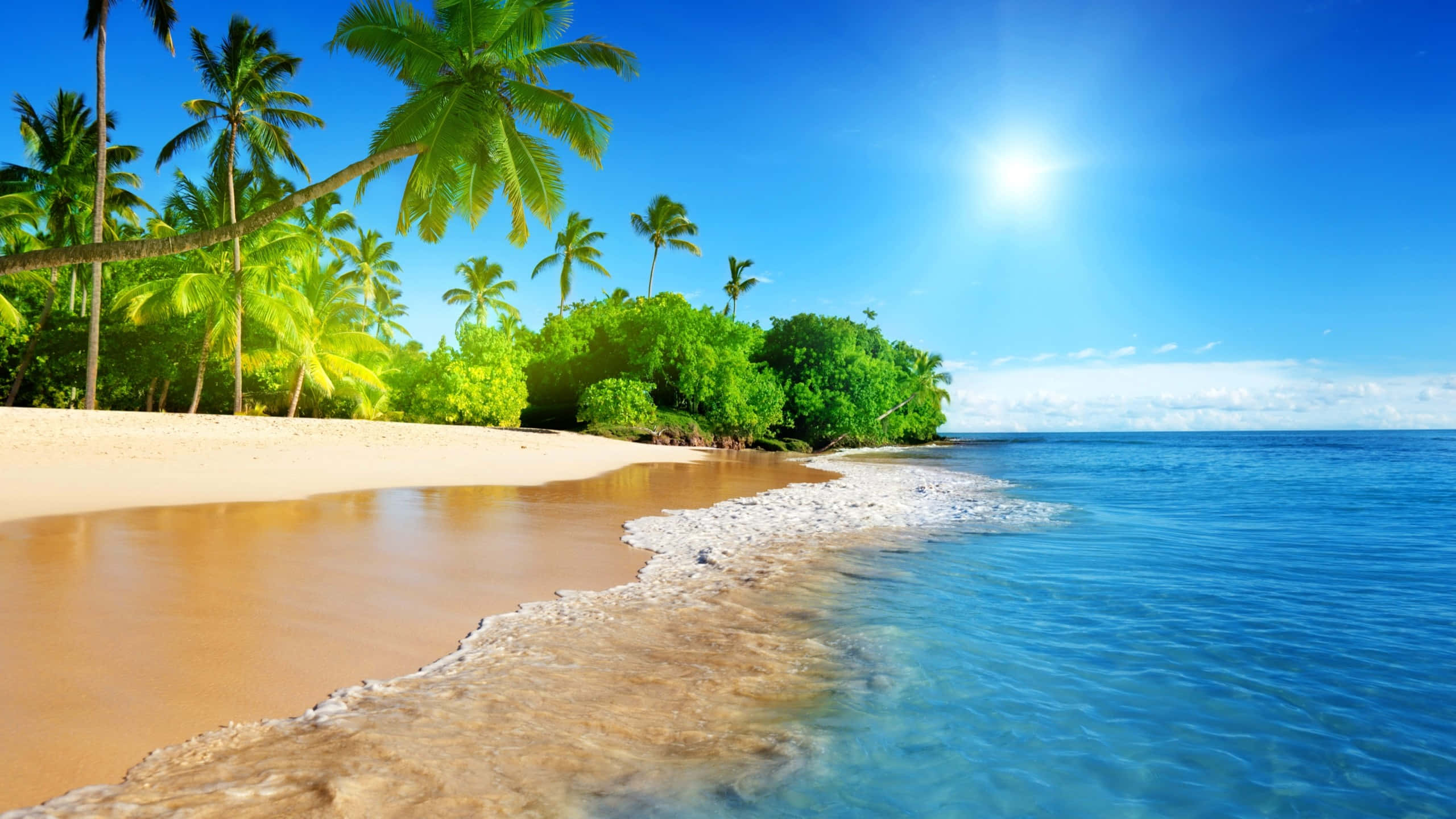Beach Zoom 桌布 壁紙 — 陽光在碧綠色的海浪上閃爍，海浪拍打著金色沙灘，沙灘兩旁種滿搖曳的棕櫚樹，天空清澈湛藍。