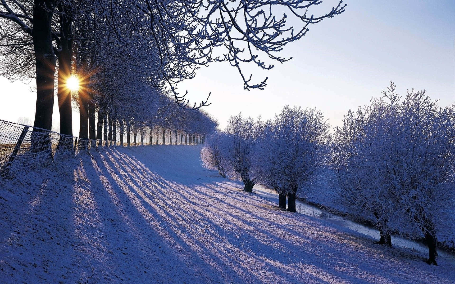 Winter Scene 桌布 壁紙 — 陽光在覆蓋著霜的樹木上閃爍，這些樹木排列在一條白雪覆蓋的小徑上，構成寧靜的冬季景觀。