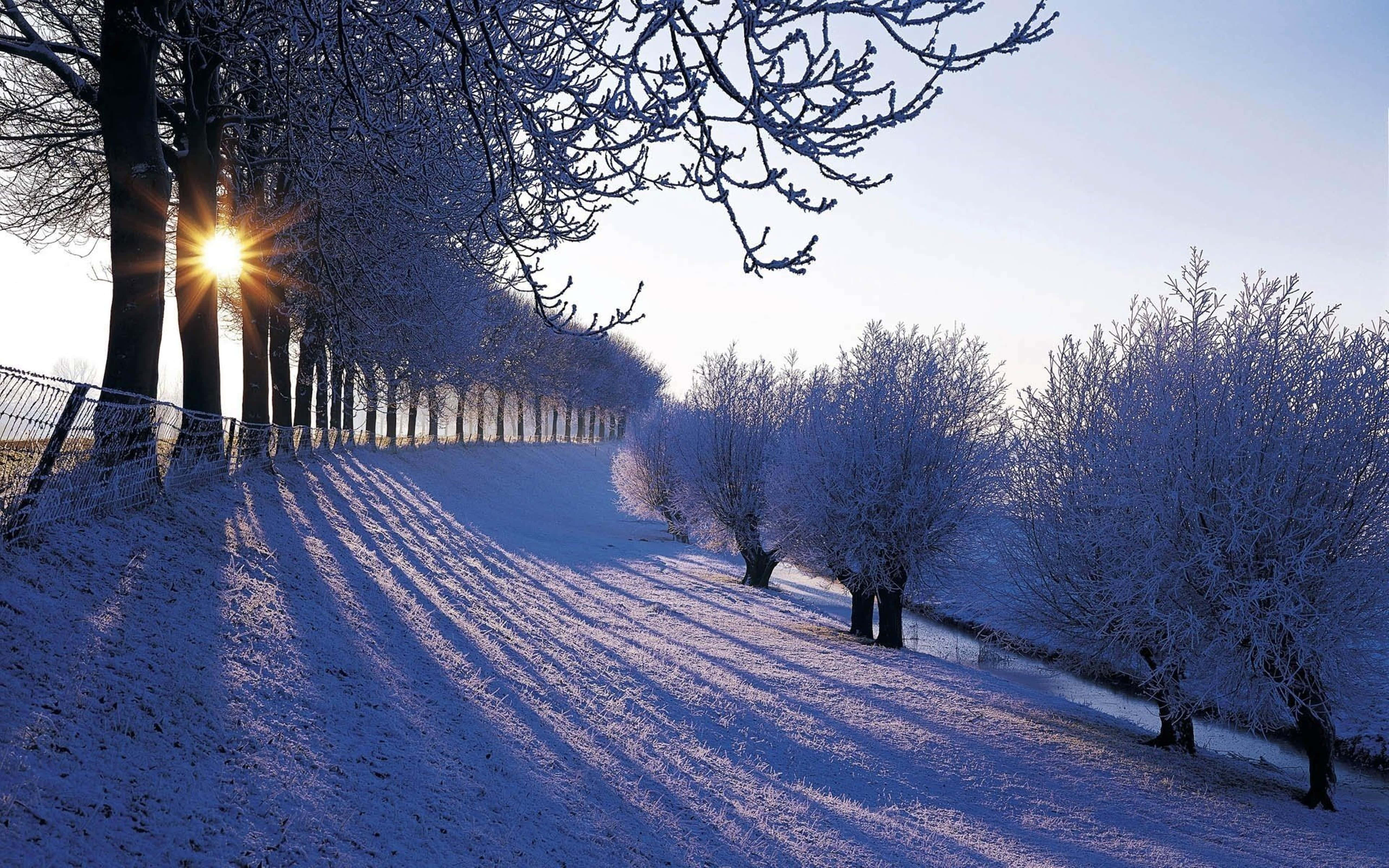 Beautiful Winter 桌布 壁紙 — 陽光在霜覆蓋的樹木上閃爍，這些樹木排列在一條積雪的小徑上，長長的影子延伸過田野。