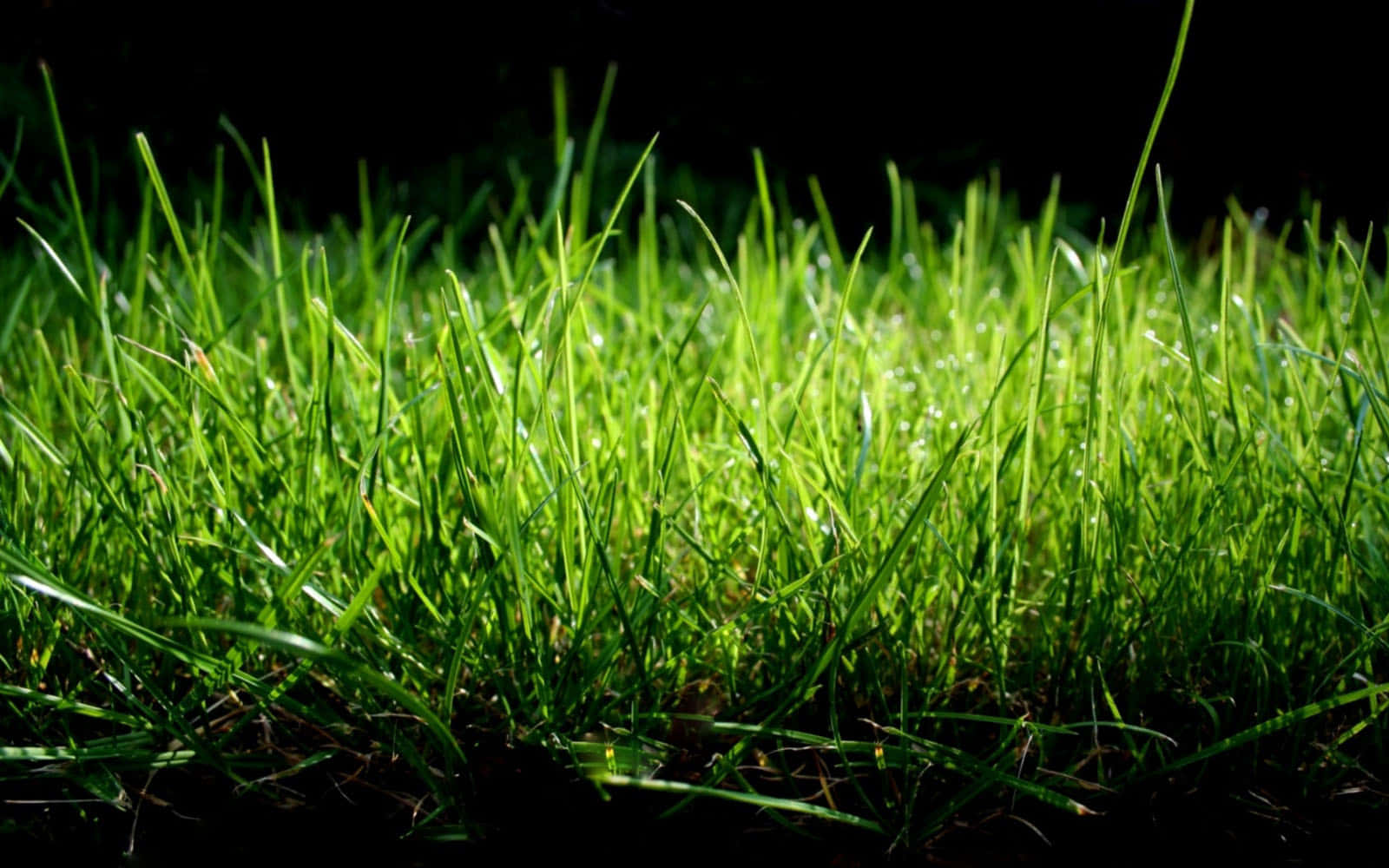 Grass 桌布 壁紙 — 陽光在鮮綠色草葉上閃爍，映襯著純黑色背景，營造出戲劇性的自然特寫。