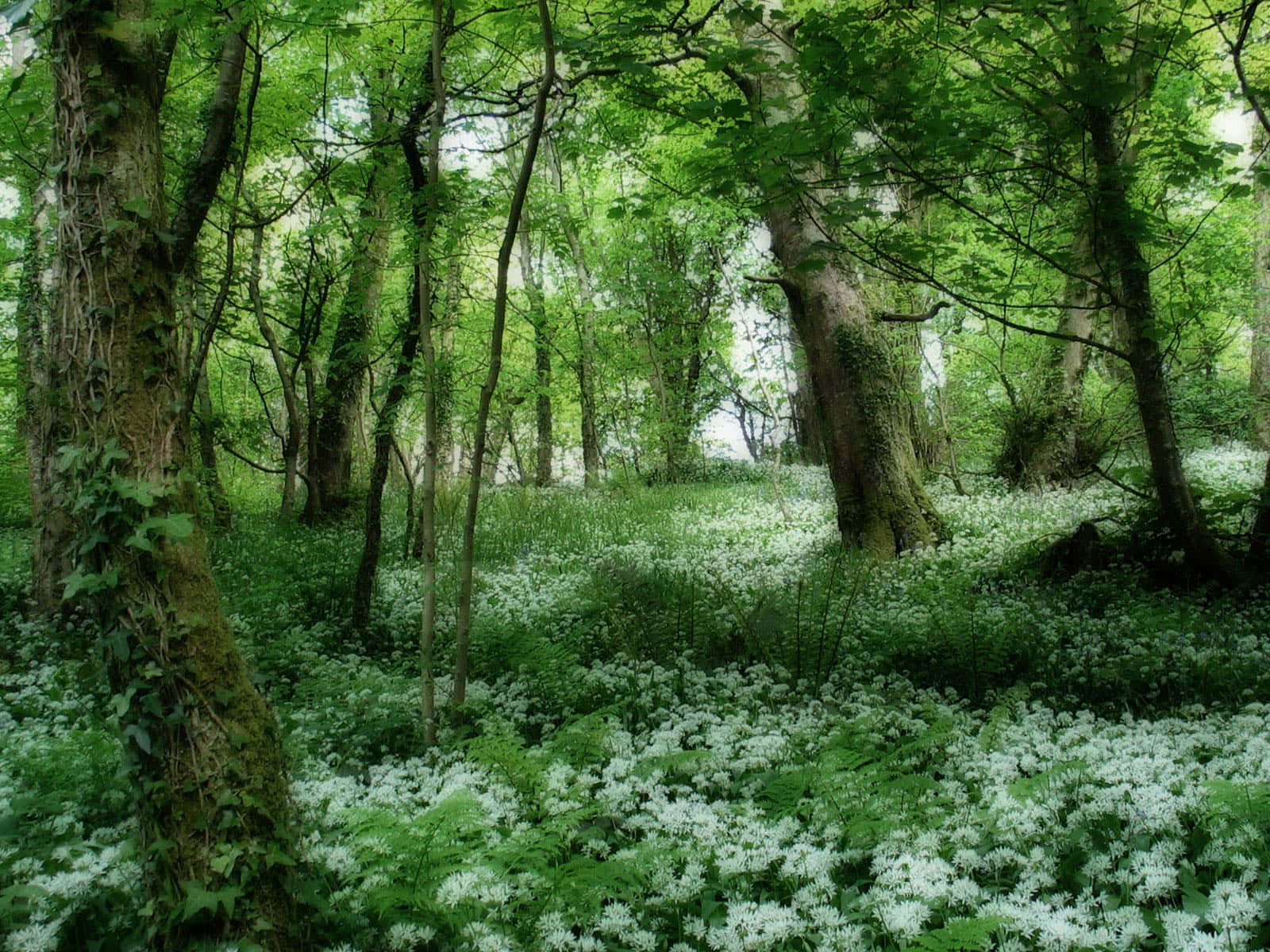 3d Forest 桌布 壁紙 — 陽光斑駁的森林地面，在茂密綠葉的樹冠下鋪滿了白色野花。
