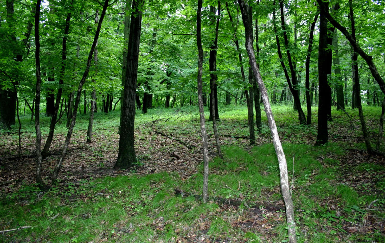Forest Conservation 桌布 壁紙 — 陽光斑駁的森林地面，在高聳纖細的樹木下，覆蓋著充滿活力的綠草和落葉。