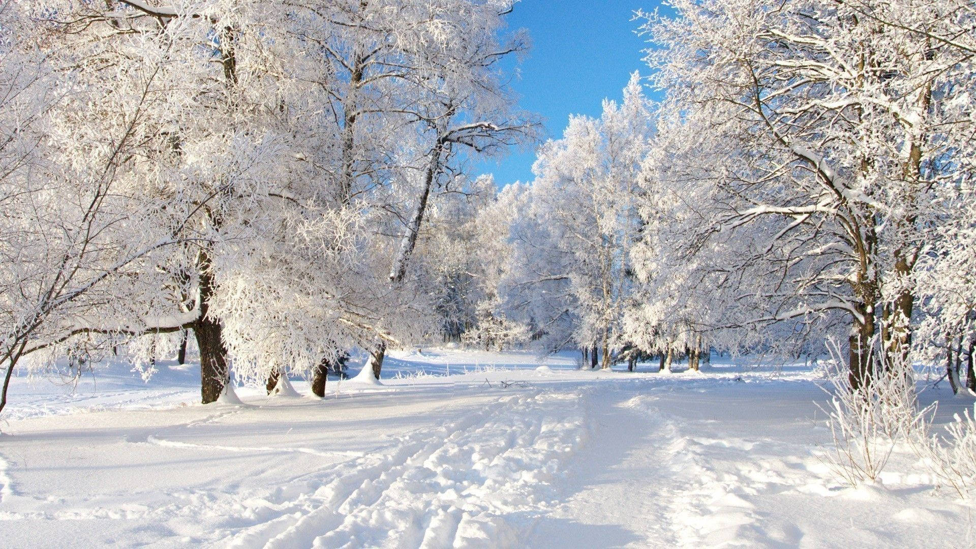 Snow Desktop 桌布 壁紙 — 陽光明媚的冬日森林，白雪覆蓋的樹木和雪徑，在清澈的藍天下。