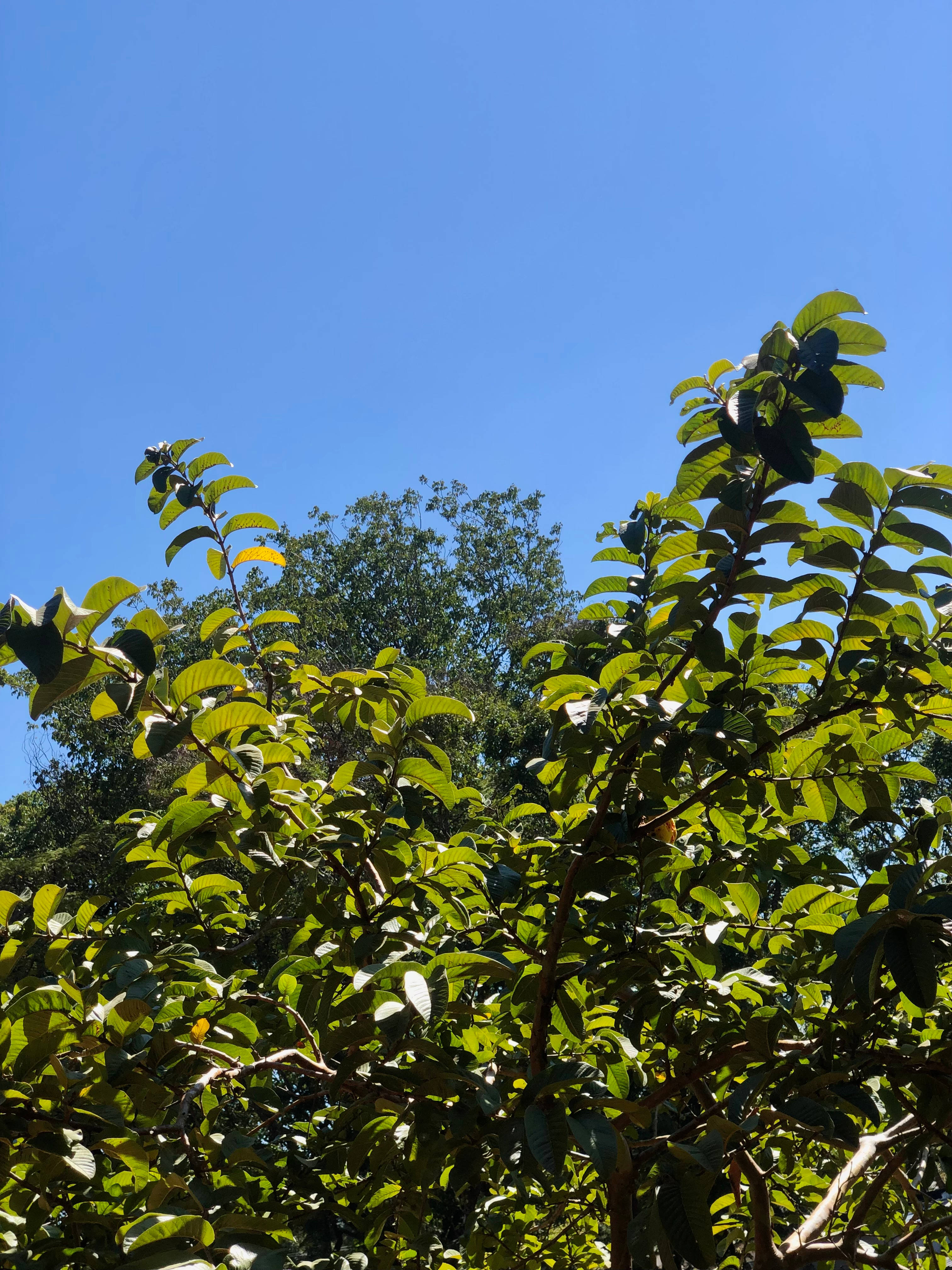 Zambia 桌布 壁紙 — 陽光明媚的夏日，陽光照射的樹枝上長滿了光澤的綠葉，在清澈的藍天下伸展。